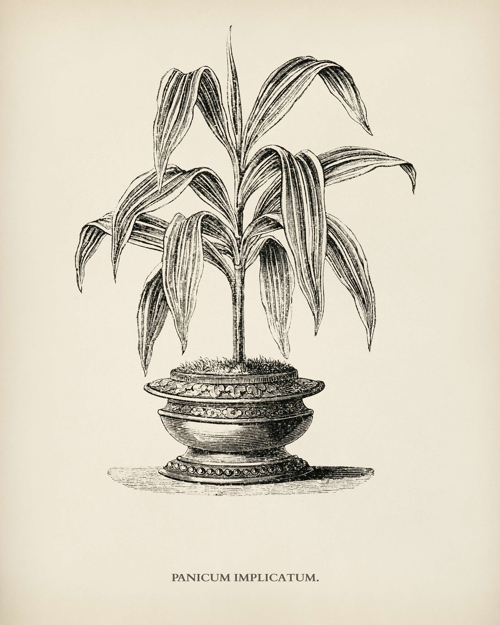 Panicum Implicatum engraved by Benjamin Fawcett (1808-1893) for Shirley Hibberd’s (1825-1890) New and Rare Beautiful-... Panicum Implicatum engraved by Benjamin Fawcett (1808-1893) for Shirley Hibberd’s (1825-1890) New and Rare Beautiful-...