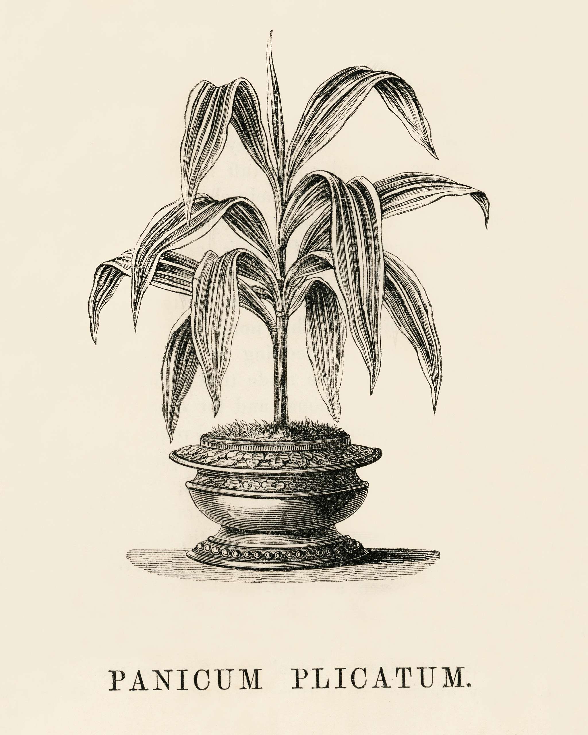 Panicum Plicatum engraved by Benjamin Fawcett (1808-1893) for Shirley Hibberd’s (1825-1890) New and Rare Beautiful-... Panicum Plicatum engraved by Benjamin Fawcett (1808-1893) for Shirley Hibberd’s (1825-1890) New and Rare Beautiful-...