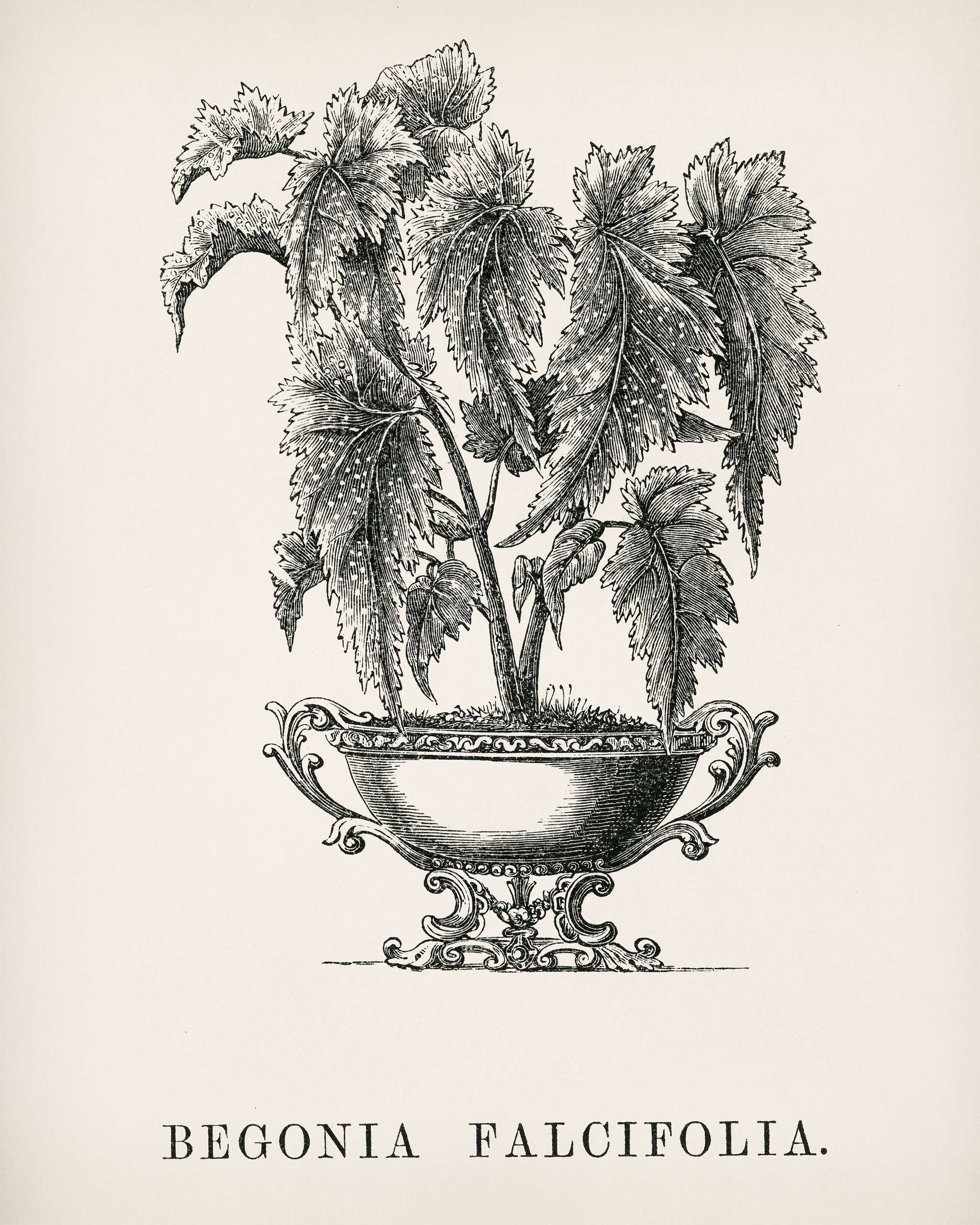 Begonia Falcifolia engraved by Benjamin Fawcett (1808-1893) for Shirley Hibberd’s (1825-1890) New and Rare Beautiful-... Begonia Falcifolia engraved by Benjamin Fawcett (1808-1893) for Shirley Hibberd’s (1825-1890) New and Rare Beautiful-...