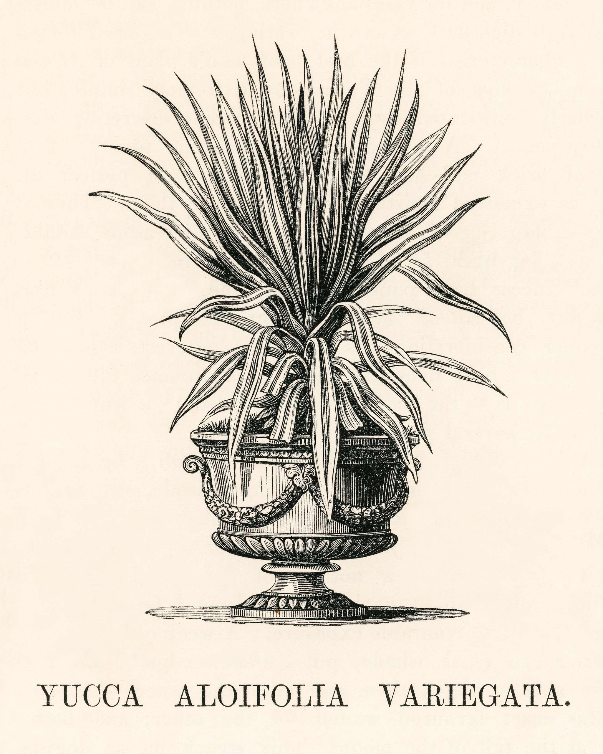 Yucca Aloifolia Variegata engraved by Benjamin Fawcett (1808-1893) for Shirley Hibberd’s (1825-1890) New and Rare... Yucca Aloifolia Variegata engraved by Benjamin Fawcett (1808-1893) for Shirley Hibberd’s (1825-1890) New and Rare...