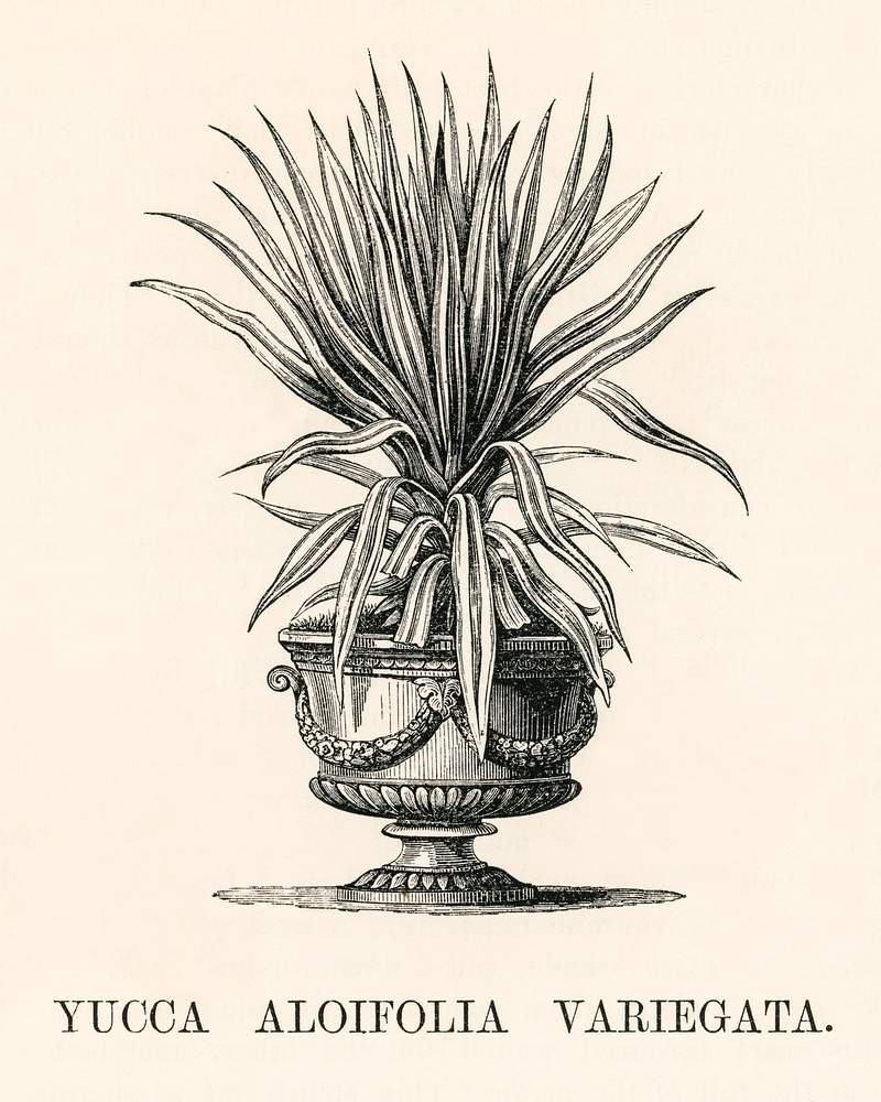 yucca plants.