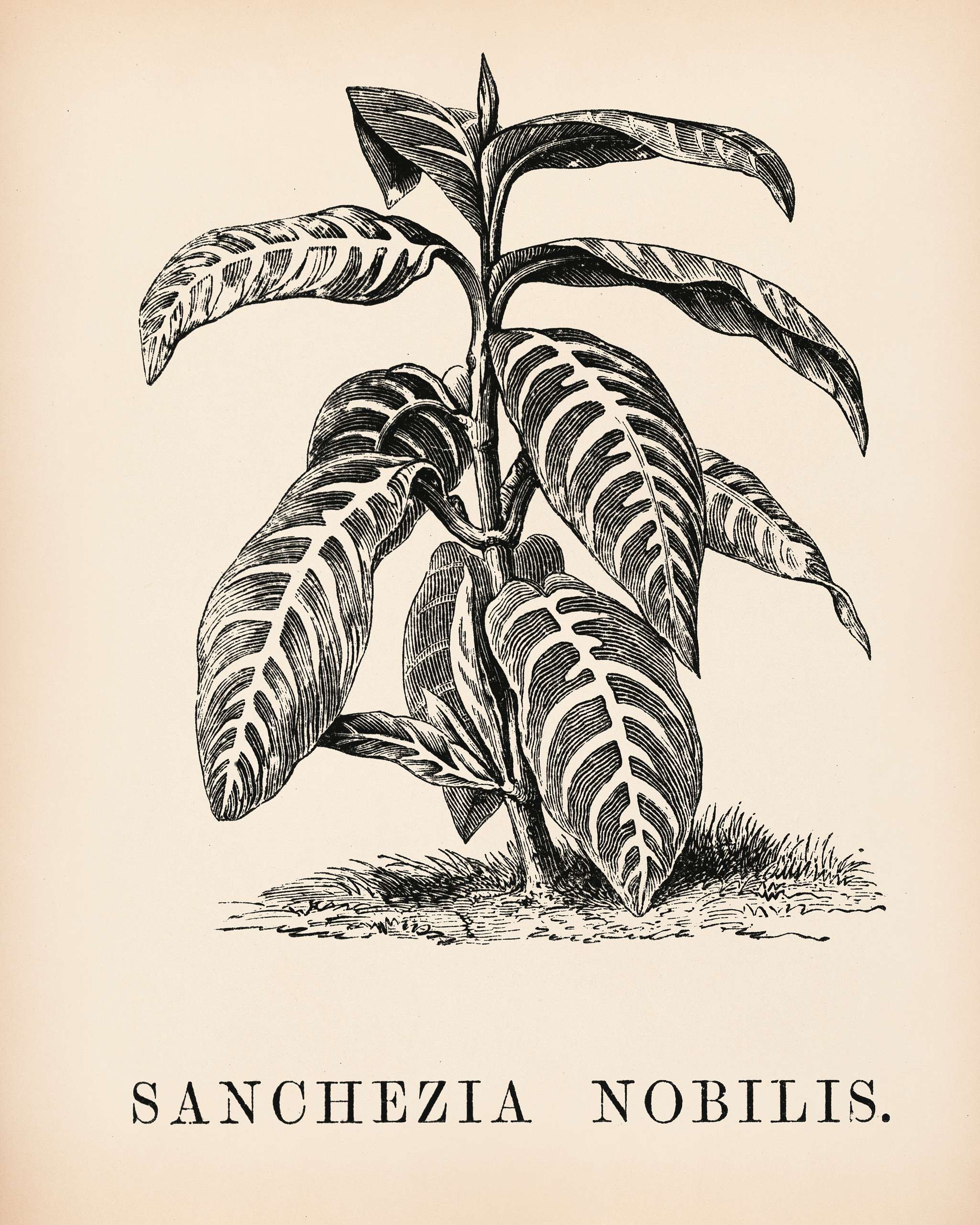 Sanchezia Nobilis engraved by Benjamin Fawcett (1808-1893) for Shirley Hibberd’s (1825-1890) New and Rare Beautiful-... Sanchezia Nobilis engraved by Benjamin Fawcett (1808-1893) for Shirley Hibberd’s (1825-1890) New and Rare Beautiful-...