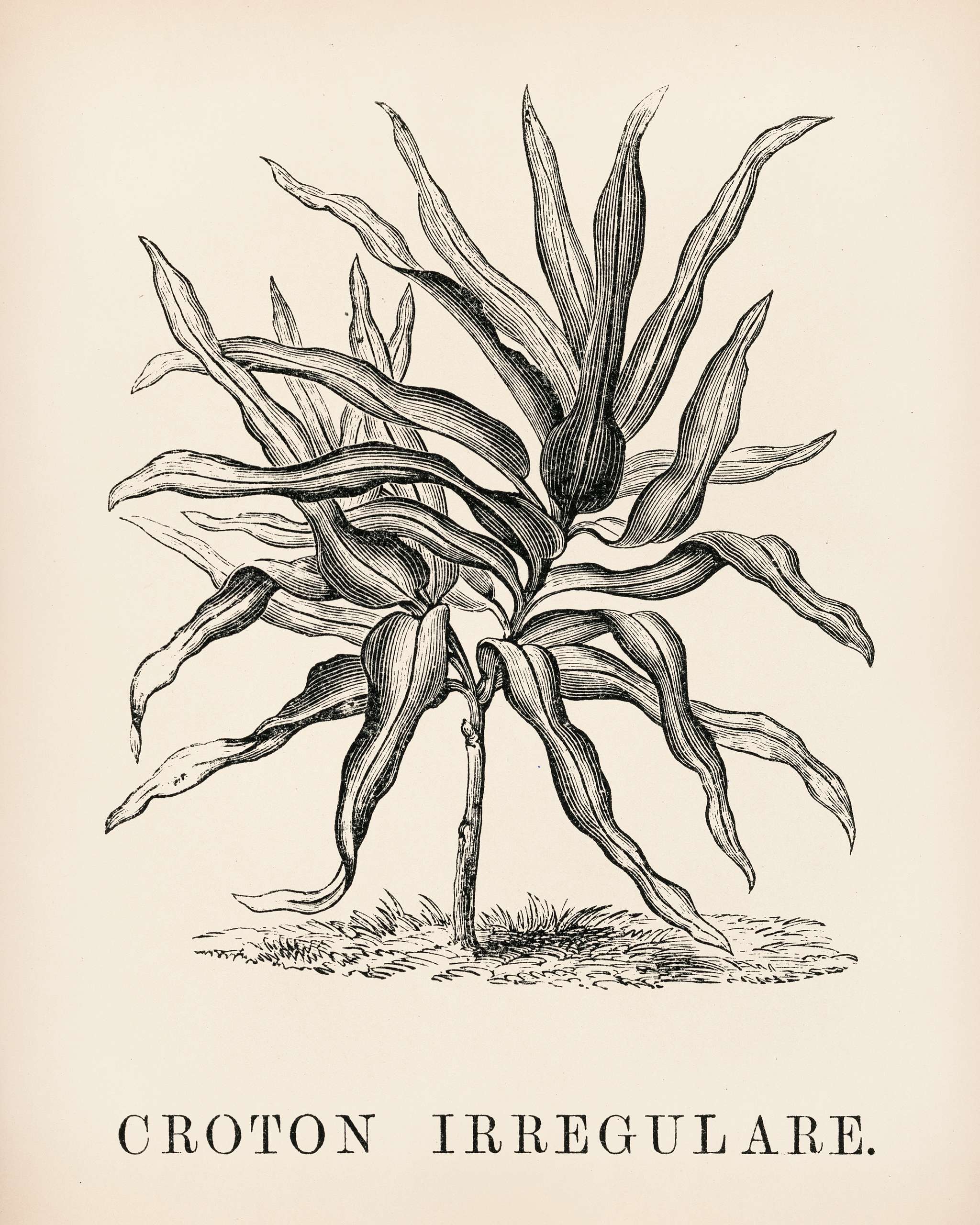 Croton Irregulare engraved by Benjamin Fawcett (1808-1893) for Shirley Hibberd’s (1825-1890) New and Rare Beautiful-... Croton Irregulare engraved by Benjamin Fawcett (1808-1893) for Shirley Hibberd’s (1825-1890) New and Rare Beautiful-...