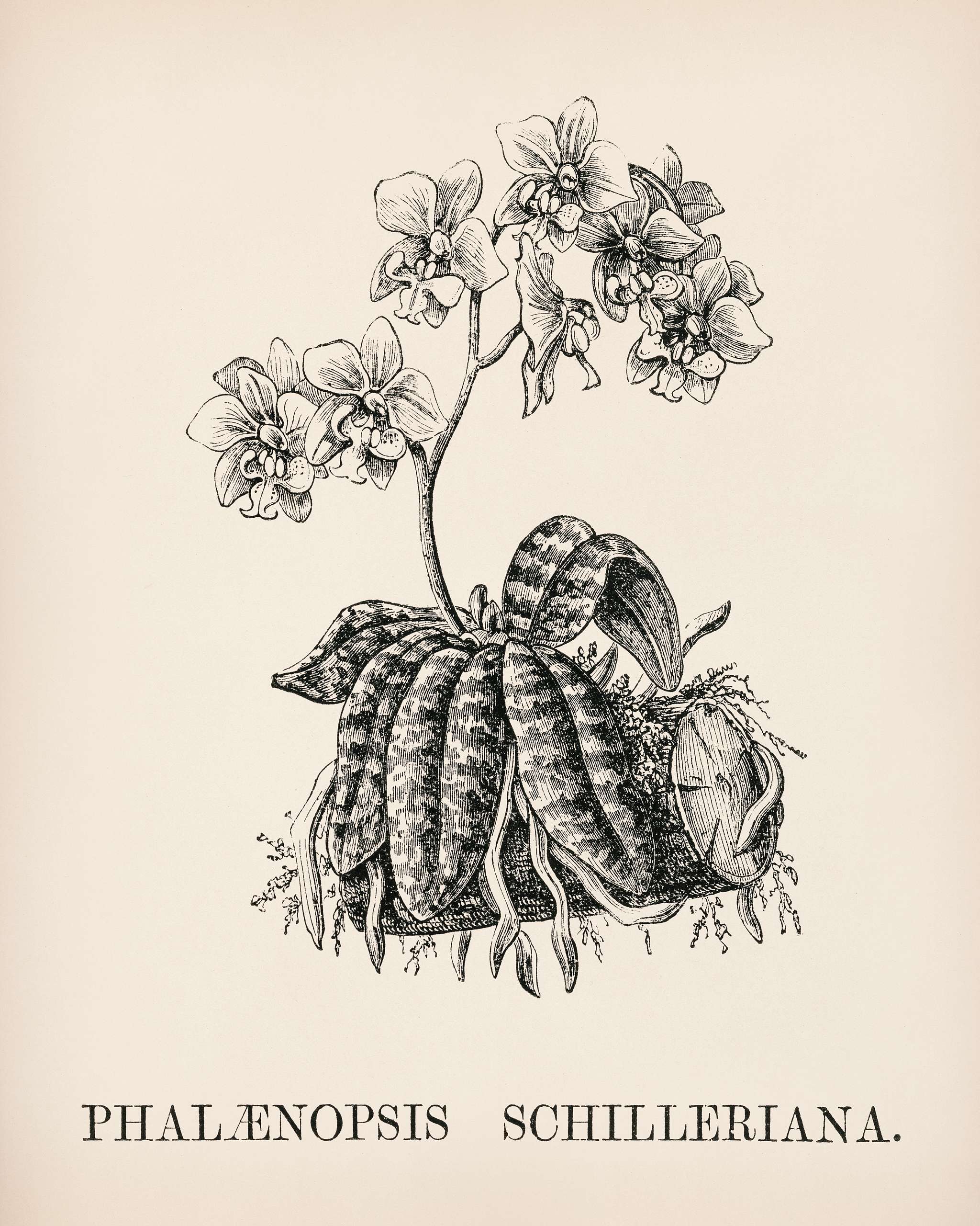 Moth Orchid (Phalaenopsis Schilleriana) engraved by Benjamin Fawcett (1808-1893) for Shirley Hibberd’s (1825-1890) New... Moth Orchid (Phalaenopsis Schilleriana) engraved by Benjamin Fawcett (1808-1893) for Shirley Hibberd’s (1825-1890) New...