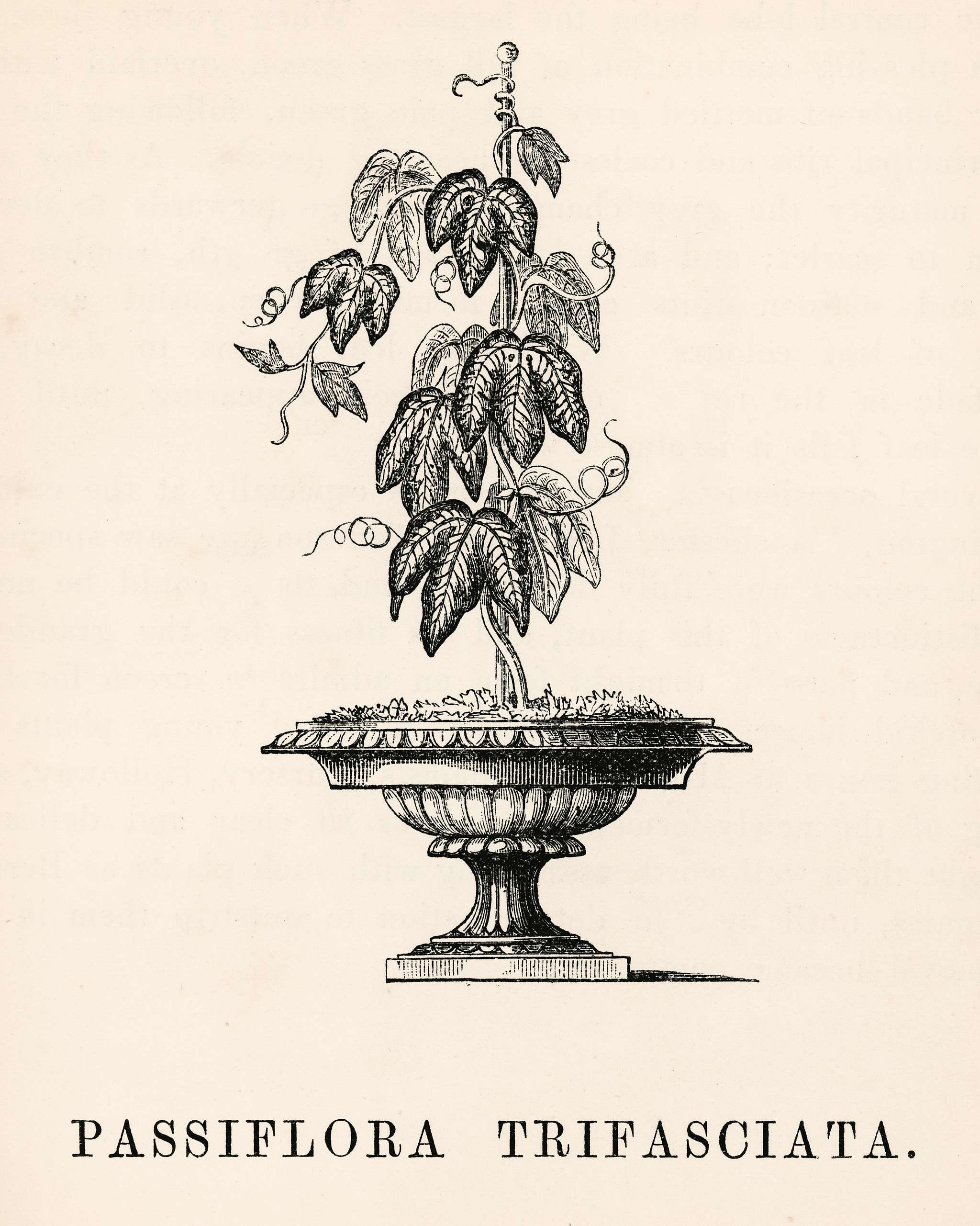 Tri-colored Passion Vine (Passiflora Trifasciata) engraved by Benjamin Fawcett (1808-1893) for Shirley Hibberd’s (1825... Tri-colored Passion Vine (Passiflora Trifasciata) engraved by Benjamin Fawcett (1808-1893) for Shirley Hibberd’s (1825...