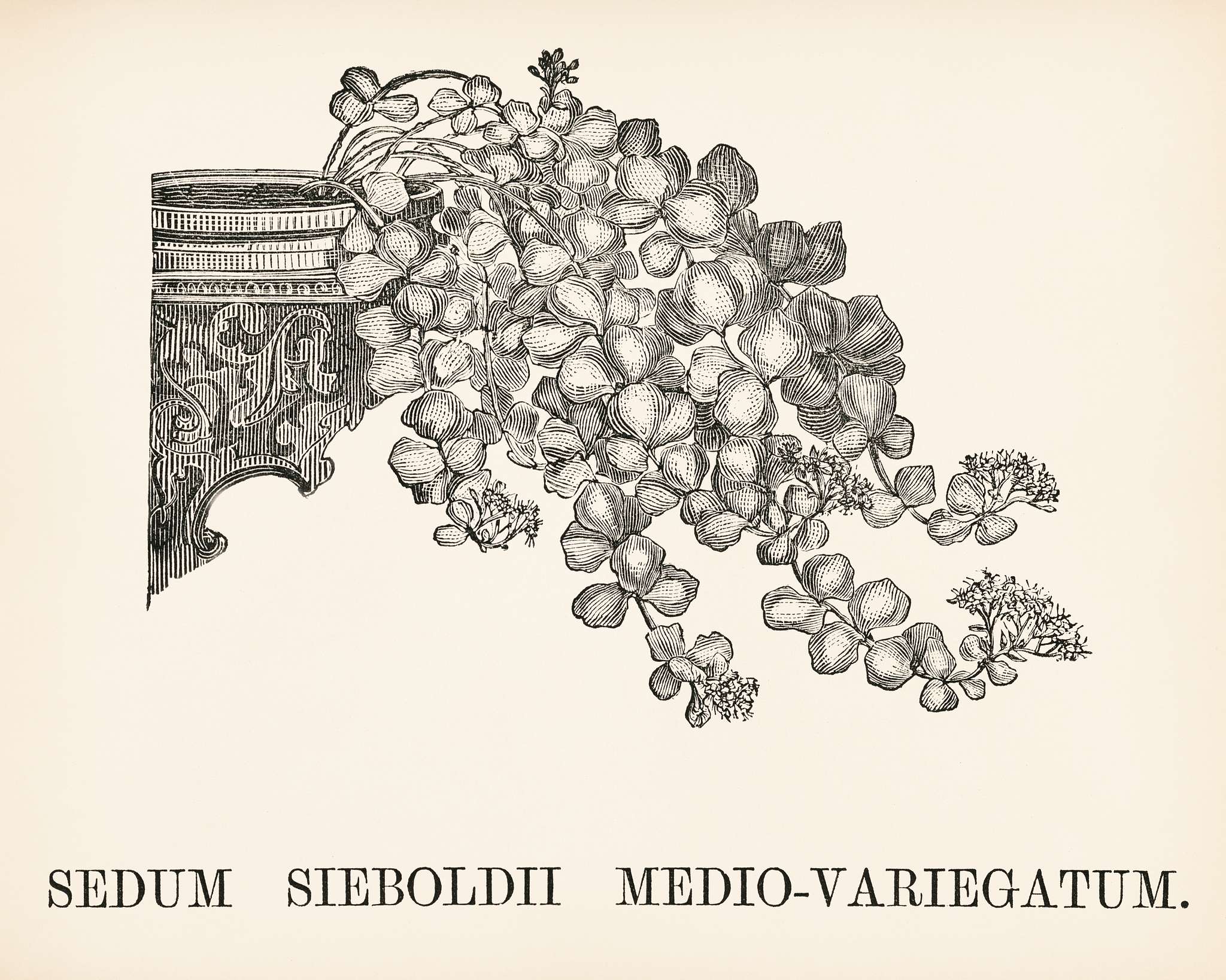 Variegated October Daphne (Sedum Sieboldii Mediovariegatum) engraved by Benjamin Fawcett (1808-1893) for Shirley Hibberd... Variegated October Daphne (Sedum Sieboldii Mediovariegatum) engraved by Benjamin Fawcett (1808-1893) for Shirley Hibberd...