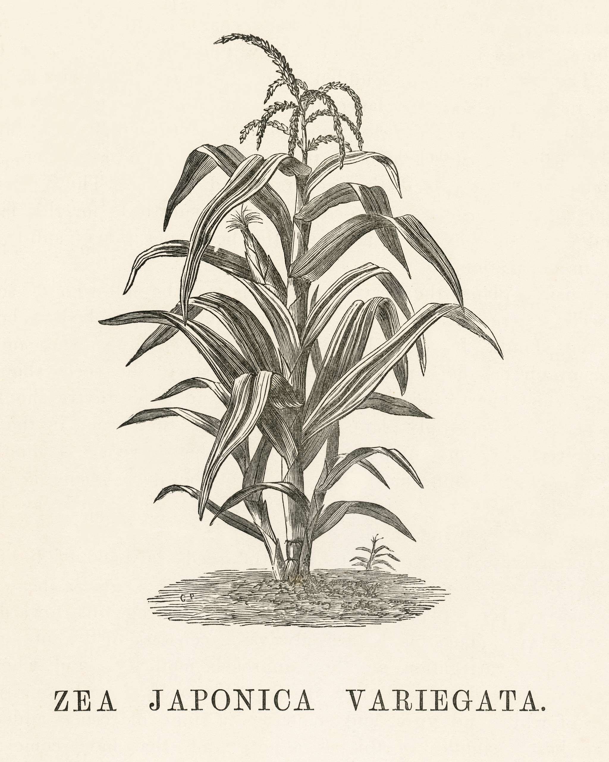 Zea Japonica Variegata engraved by Benjamin Fawcett (1808-1893) for Shirley Hibberd’s (1825-1890) New and Rare... Zea Japonica Variegata engraved by Benjamin Fawcett (1808-1893) for Shirley Hibberd’s (1825-1890) New and Rare...