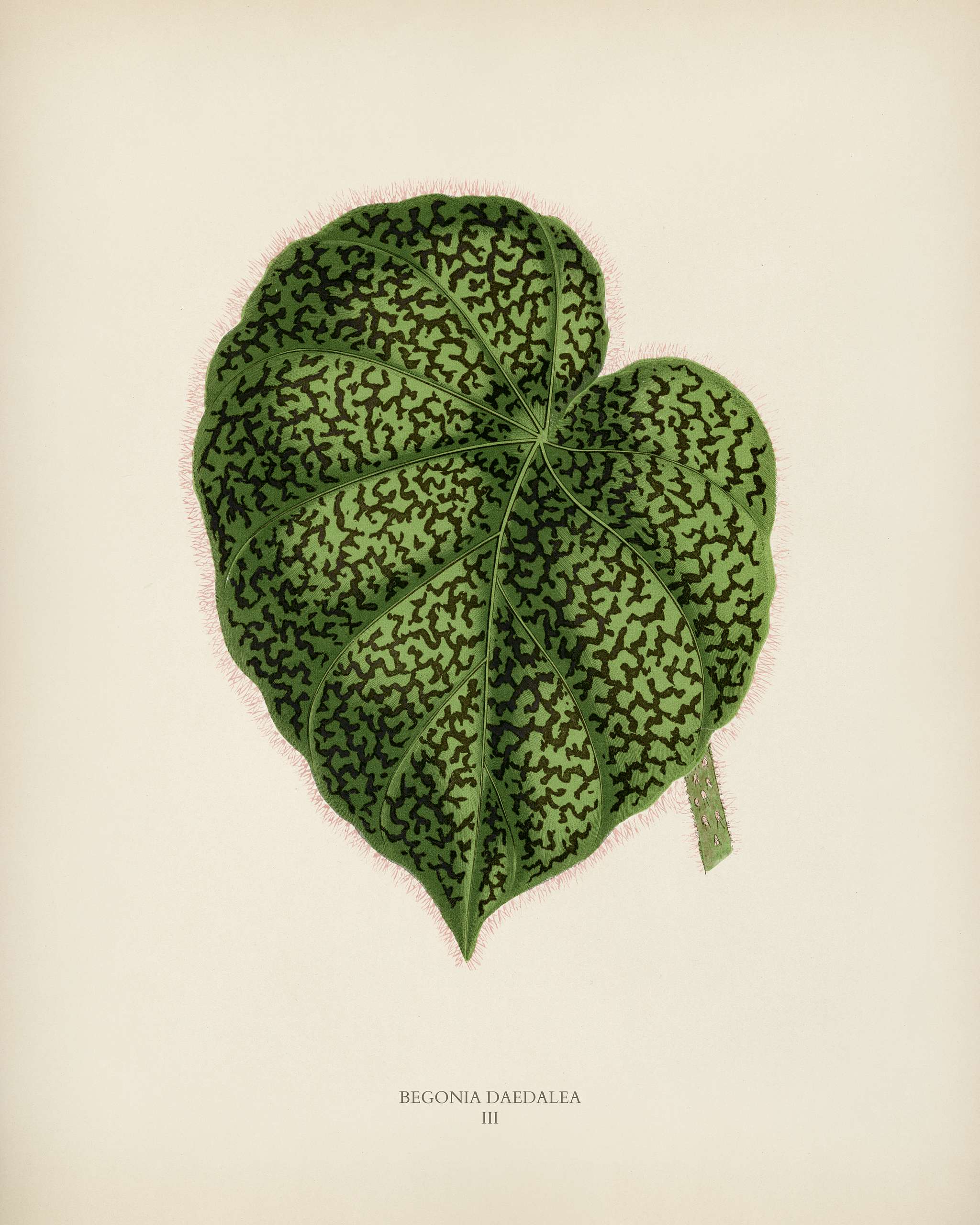 Begonia Daedalea engraved by Benjamin Fawcett (1808-1893) for Shirley Hibberd’s (1825-1890) New and Rare Beautiful-... Begonia Daedalea engraved by Benjamin Fawcett (1808-1893) for Shirley Hibberd’s (1825-1890) New and Rare Beautiful-...