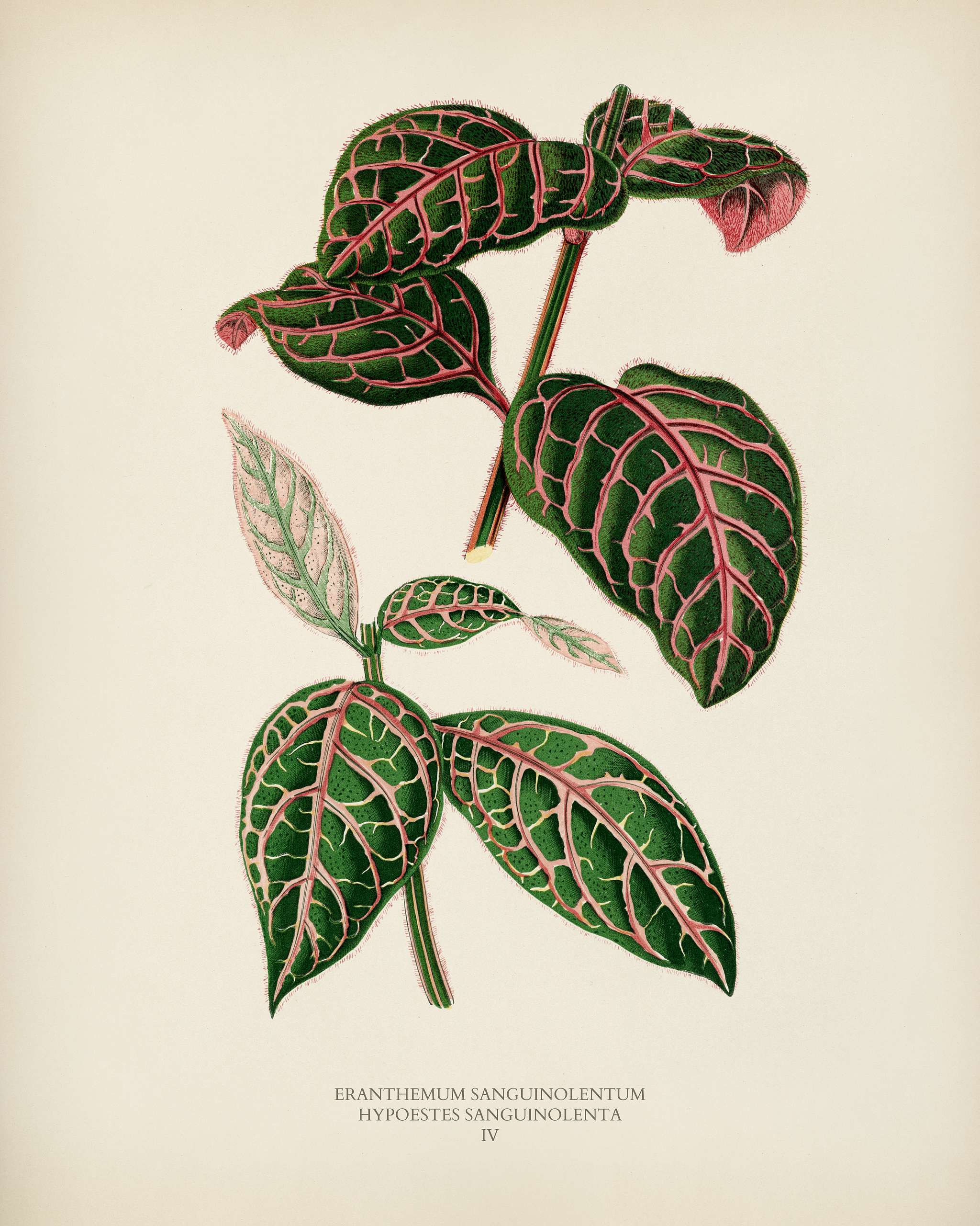 Eranthemum Sanguinolentum engraved by Benjamin Fawcett (1808-1893) for Shirley Hibberd’s (1825-1890) New and Rare... Eranthemum Sanguinolentum engraved by Benjamin Fawcett (1808-1893) for Shirley Hibberd’s (1825-1890) New and Rare...