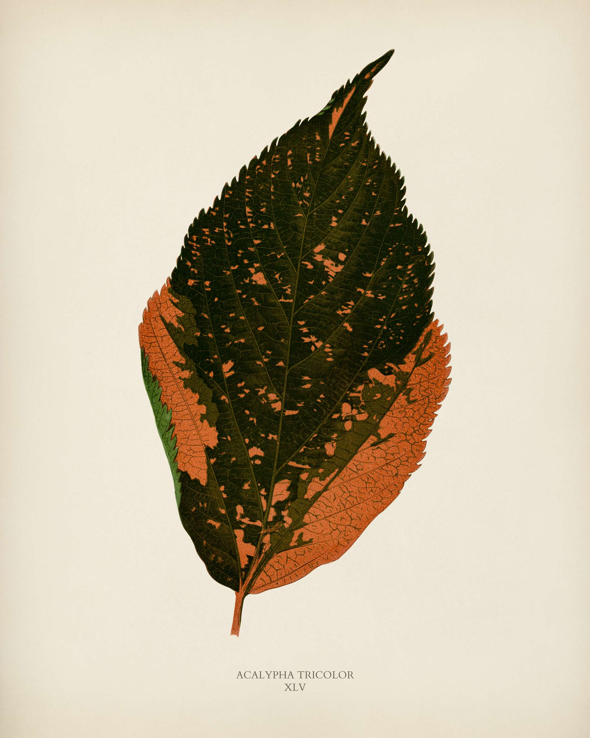 Jacobs Coat (Acalypha Tricolor) engraved by Benjamin Fawcett (1808-1893) for Shirley Hibberd’s (1825-1890) New and... Jacobs Coat (Acalypha Tricolor) engraved by Benjamin Fawcett (1808-1893) for Shirley Hibberd’s (1825-1890) New and...