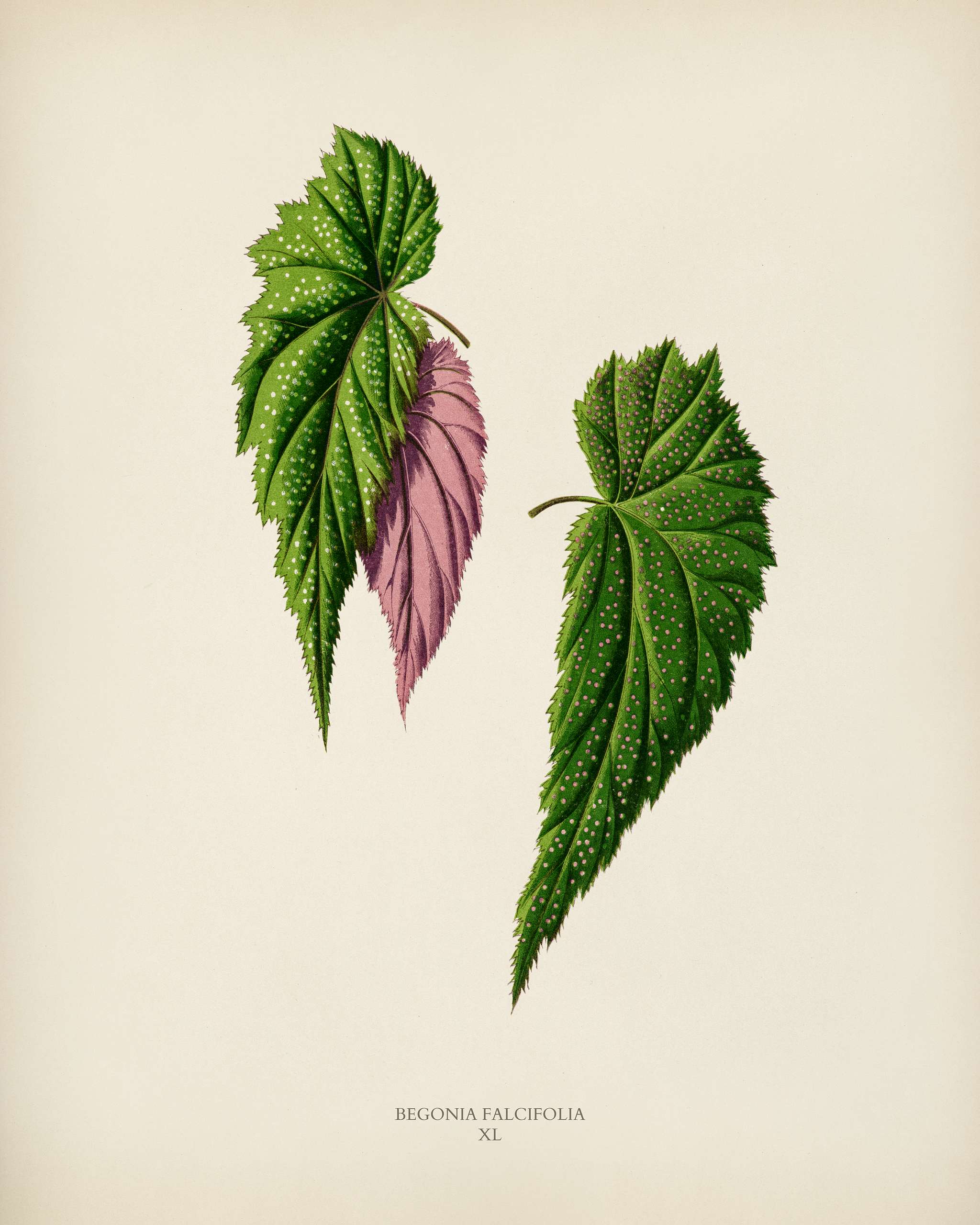 Begonia Falcifolia engraved by Benjamin Fawcett (1808-1893) for Shirley Hibberd’s (1825-1890) New and Rare Beautiful-... Begonia Falcifolia engraved by Benjamin Fawcett (1808-1893) for Shirley Hibberd’s (1825-1890) New and Rare Beautiful-...