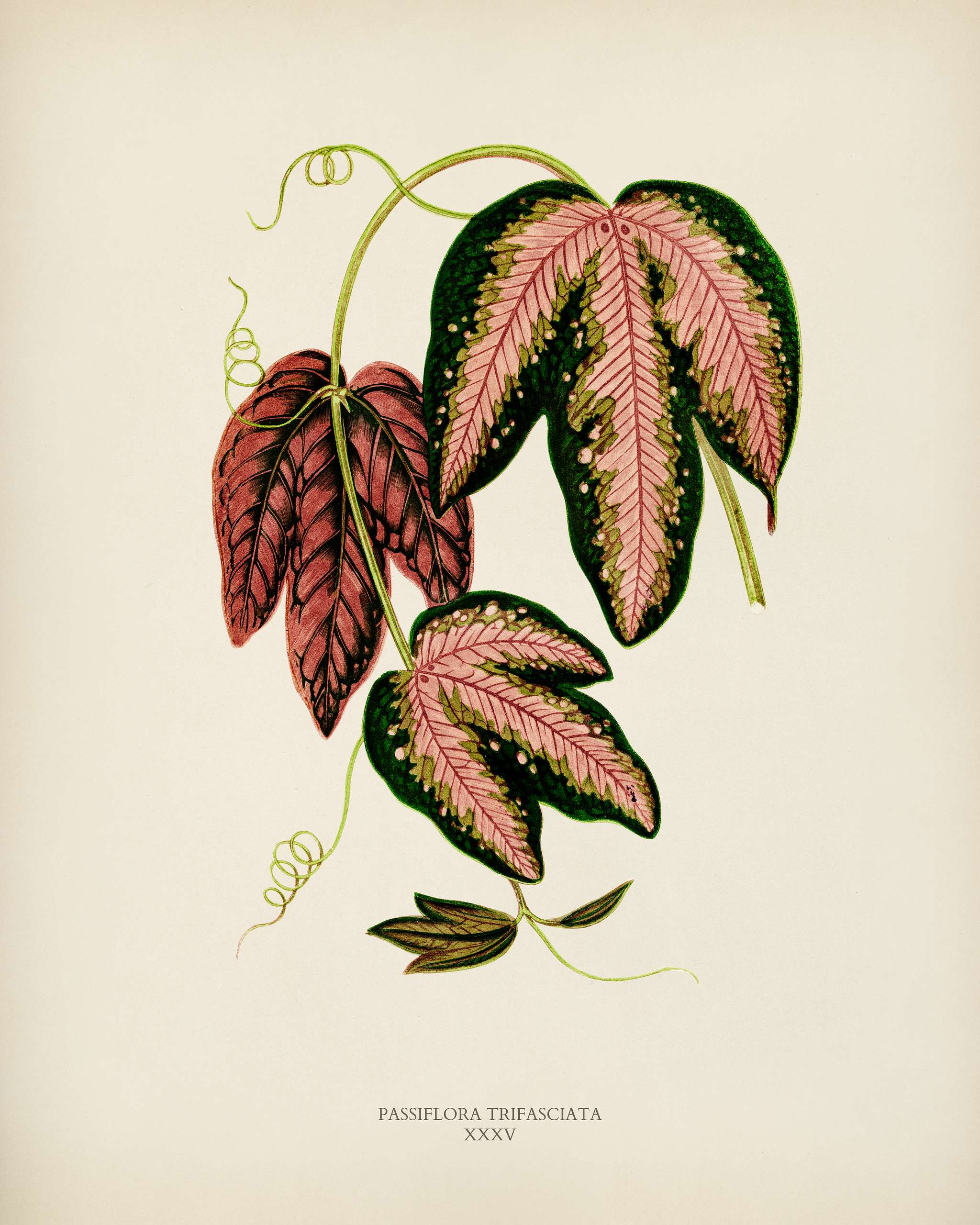 Tri-colored Passion Vine (Passiflora Trifasciata) engraved by Benjamin Fawcett (1808-1893) for Shirley Hibberd’s (1825... Tri-colored Passion Vine (Passiflora Trifasciata) engraved by Benjamin Fawcett (1808-1893) for Shirley Hibberd’s (1825...