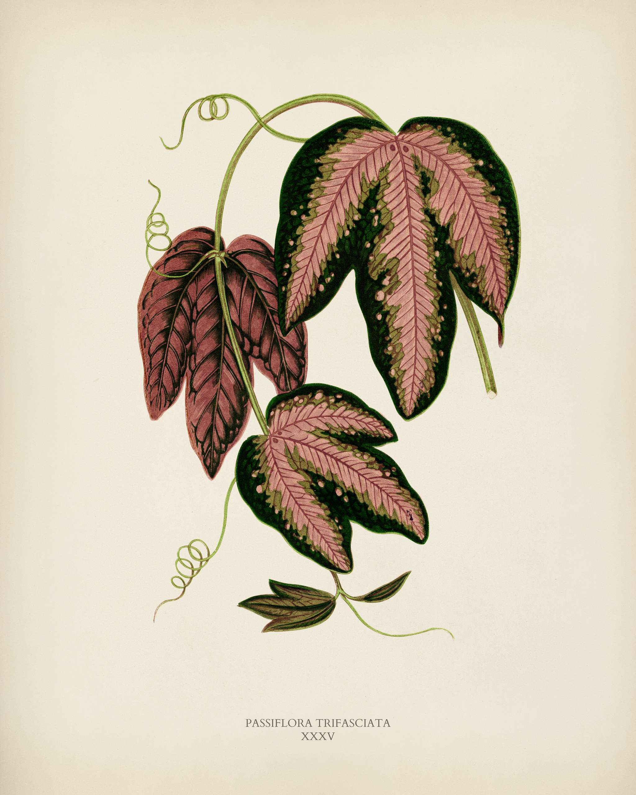 Tri-colored Passion Vine (Passiflora Trifasciata) engraved by Benjamin Fawcett (1808-1893) for Shirley Hibberd’s (1825... Tri-colored Passion Vine (Passiflora Trifasciata) engraved by Benjamin Fawcett (1808-1893) for Shirley Hibberd’s (1825...
