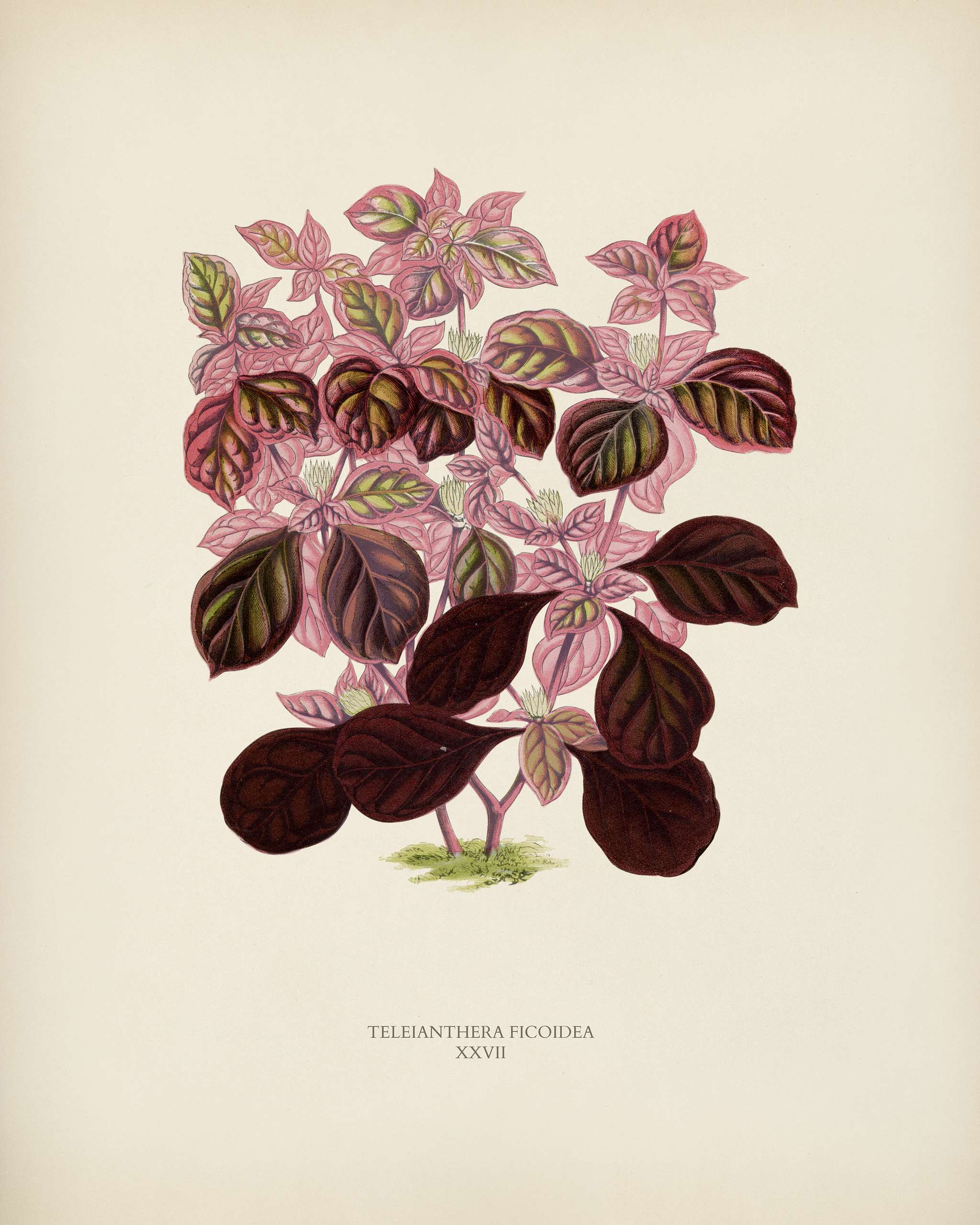 Teleinthera Ficoidea engraved by Benjamin Fawcett (1808-1893) for Shirley Hibberd’s (1825-1890) New and Rare Beautiful... Teleinthera Ficoidea engraved by Benjamin Fawcett (1808-1893) for Shirley Hibberd’s (1825-1890) New and Rare Beautiful...