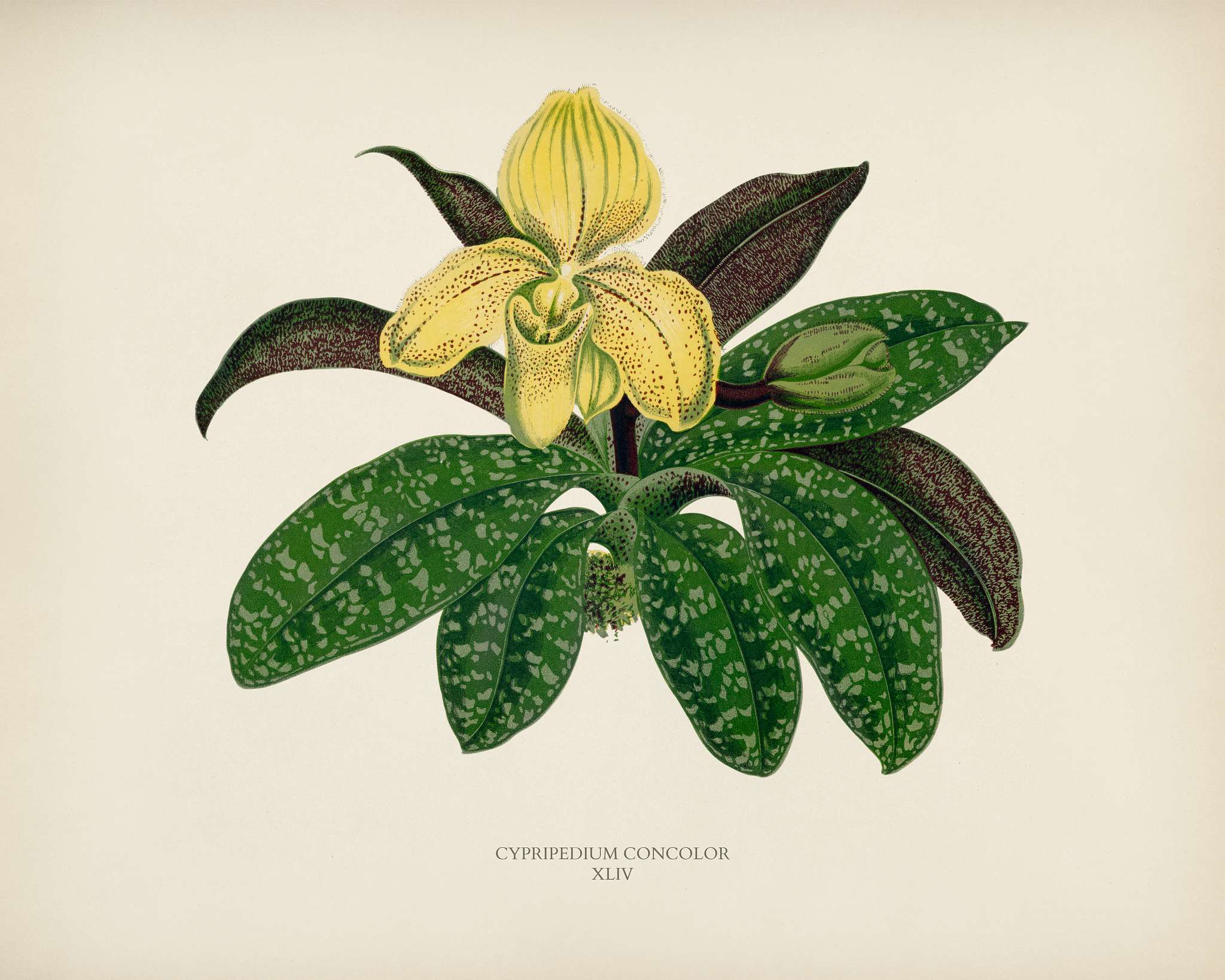 The One Colored Paphiopedilum (Paphiopedilum Concolor) engraved by Benjamin Fawcett (1808-1893) for Shirley Hibberd’s... The One Colored Paphiopedilum (Paphiopedilum Concolor) engraved by Benjamin Fawcett (1808-1893) for Shirley Hibberd’s...
