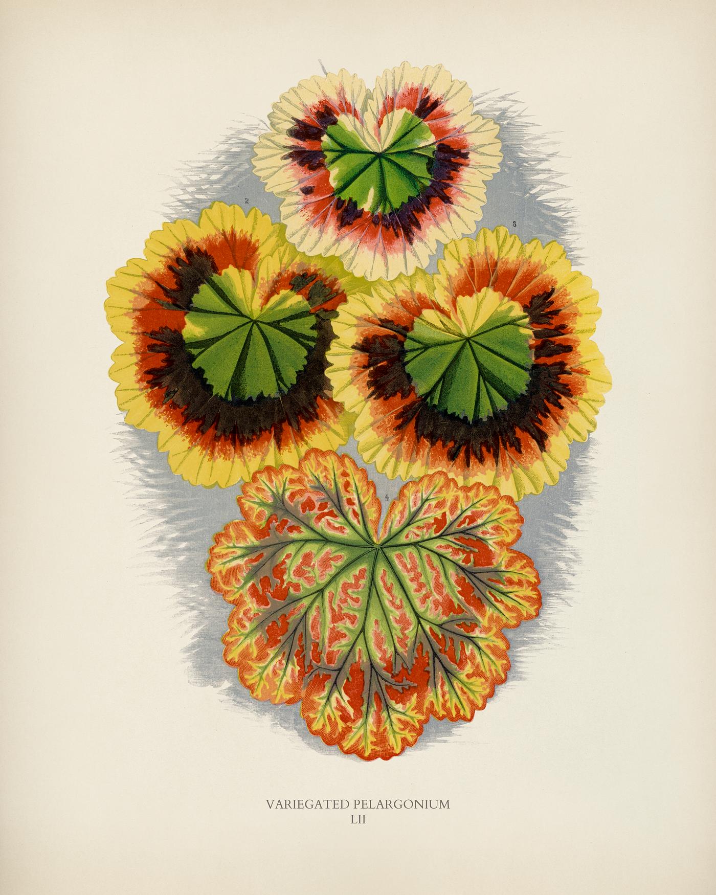 Variegated Geraniums (variegated pelargonium) engraved by Benjamin Fawcett (1808-1893) for Shirley Hibberd’s (1825-... Variegated Geraniums (variegated pelargonium) engraved by Benjamin Fawcett (1808-1893) for Shirley Hibberd’s (1825-...