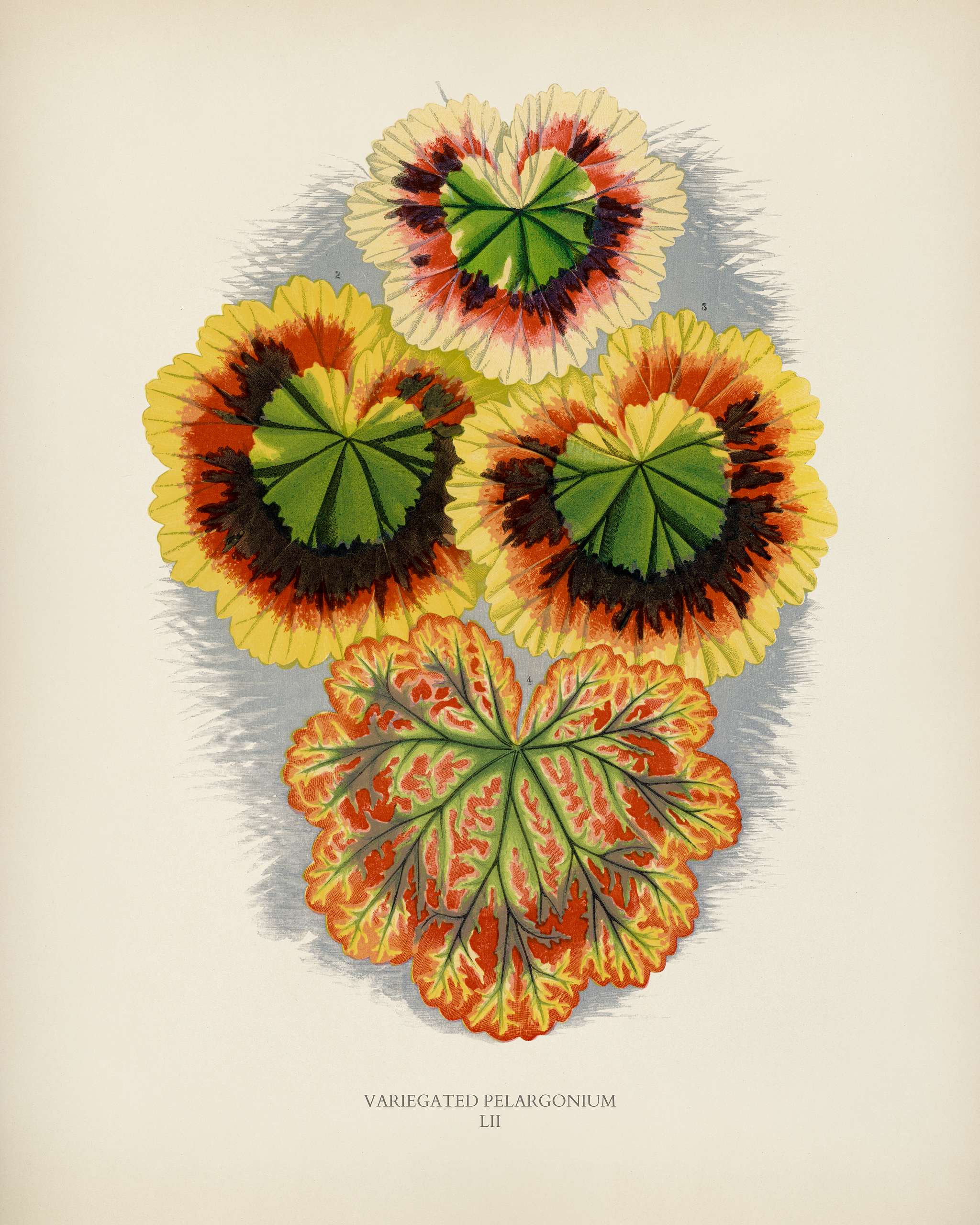 Variegated Geraniums (variegated pelargonium) engraved by Benjamin Fawcett (1808-1893) for Shirley Hibberd’s (1825-... Variegated Geraniums (variegated pelargonium) engraved by Benjamin Fawcett (1808-1893) for Shirley Hibberd’s (1825-...