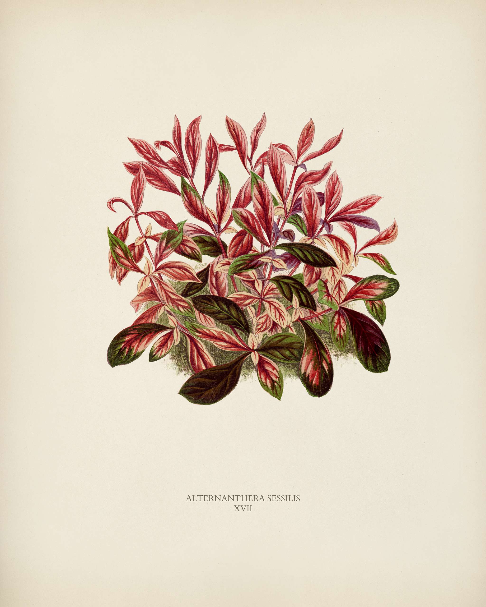 Dwarf Copperleaf (Alternanthera Sessilis) engraved by Benjamin Fawcett (1808-1893) for Shirley Hibberd’s (1825-1890)... Dwarf Copperleaf (Alternanthera Sessilis) engraved by Benjamin Fawcett (1808-1893) for Shirley Hibberd’s (1825-1890)...