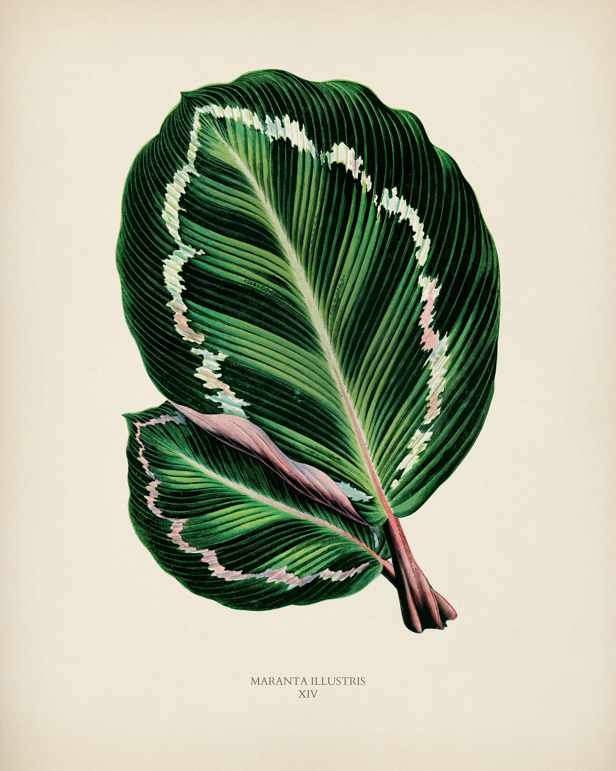 Rose Painted Calathea (Maranta illustris) engraved by Benjamin Fawcett (1808-1893) for Shirley Hibberd’s (1825-1890)... Rose Painted Calathea (Maranta illustris) engraved by Benjamin Fawcett (1808-1893) for Shirley Hibberd’s (1825-1890)...
