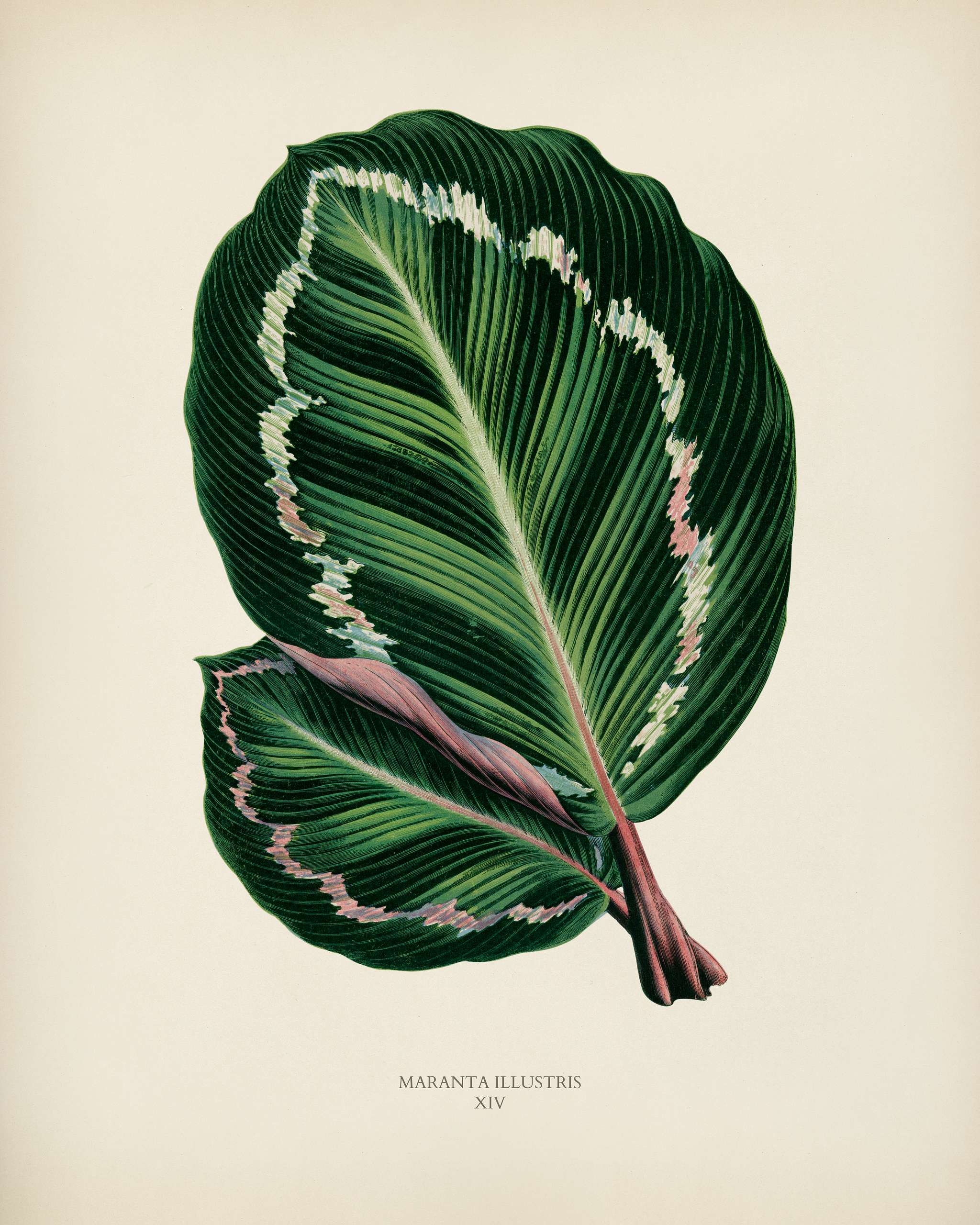 Rose Painted Calathea (Maranta illustris) engraved by Benjamin Fawcett (1808-1893) for Shirley Hibberd’s (1825-1890)... Rose Painted Calathea (Maranta illustris) engraved by Benjamin Fawcett (1808-1893) for Shirley Hibberd’s (1825-1890)...