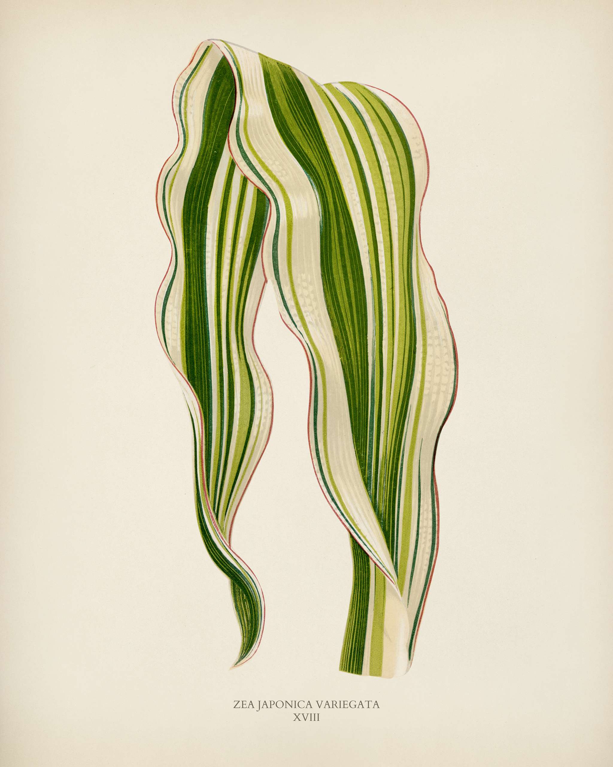 Striped Maize (Zea Japonica Variegata ) engraved by Benjamin Fawcett (1808-1893) for Shirley Hibberd’s (1825-1890) New... Striped Maize (Zea Japonica Variegata ) engraved by Benjamin Fawcett (1808-1893) for Shirley Hibberd’s (1825-1890) New...