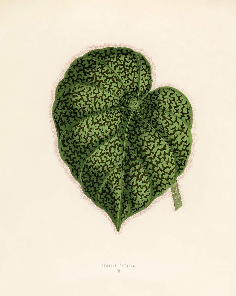 Begonia Daedalea engraved by Benjamin Fawcett (1808-1893) for Shirley Hibberd’s (1825-1890) New and Rare Beautiful-Leaved Plants. Digitally enhanced from our own 1929 edition of the publication. Begonia Daedalea engraved by Benjamin Fawcett (1808-1893) for Shirley Hibberd’s (1825-1890) New and Rare Beautiful…