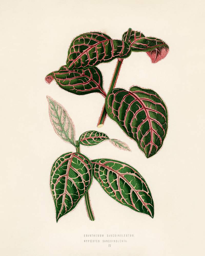 Eranthemum Sanguinolentum engraved by Benjamin Fawcett (1808-1893) for Shirley Hibberd’s (1825-1890) New and Rare Beautiful-Leaved Plants. Digitally enhanced from our own 1929 edition of the publication. Eranthemum Sanguinolentum engraved by Benjamin Fawcett (1808-1893) for Shirley Hibberd’s (1825-1890) New and Rare…