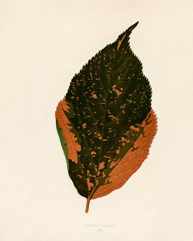 Jacobs Coat (Acalypha Tricolor) engraved by Benjamin Fawcett (1808-1893) for Shirley Hibberd’s (1825-1890) New and Rare Beautiful-Leaved Plants. Digitally enhanced from our own 1929 edition of the publication. Jacobs Coat (Acalypha Tricolor) engraved by Benjamin Fawcett (1808-1893) for Shirley Hibberd’s (1825-1890) New and Rare…