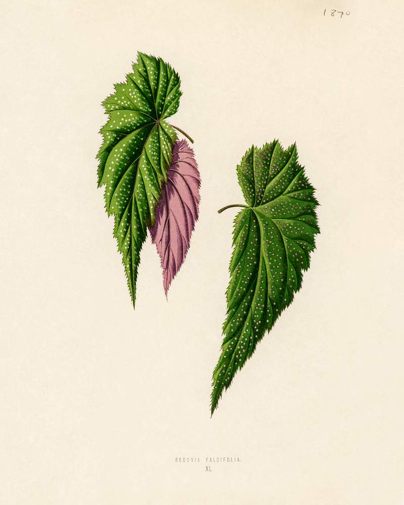 Begonia Falcifolia engraved by Benjamin Fawcett (1808-1893) for Shirley Hibberd’s (1825-1890) New and Rare Beautiful-Leaved Plants. Digitally enhanced from our own 1929 edition of the publication. Begonia Falcifolia engraved by Benjamin Fawcett (1808-1893) for Shirley Hibberd’s (1825-1890) New and Rare Beautiful…