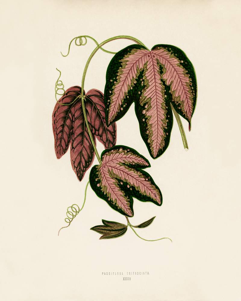 Tri-colored Passion Vine (Passiflora Trifasciata) engraved by Benjamin Fawcett (1808-1893) for Shirley Hibberd’s (1825-1890) New and Rare Beautiful-Leaved Plants. Digitally enhanced from our own 1929 edition of the publication. Tri-colored Passion Vine (Passiflora Trifasciata) engraved by Benjamin Fawcett (1808-1893) for Shirley Hibberd’s (1825…