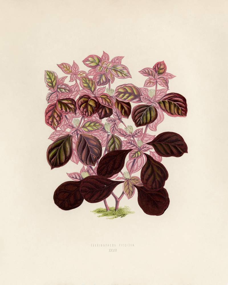 Teleinthera Ficoidea engraved by Benjamin Fawcett (1808-1893) for Shirley Hibberd’s (1825-1890) New and Rare Beautiful-Leaved Plants. Digitally enhanced from our own 1929 edition of the publication. Teleinthera Ficoidea engraved by Benjamin Fawcett (1808-1893) for Shirley Hibberd’s (1825-1890) New and Rare Beautiful…