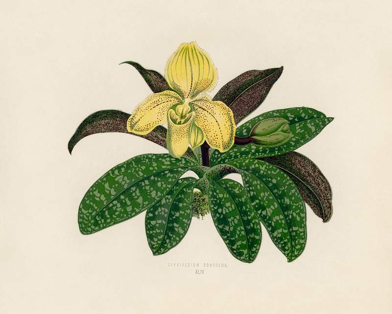 The One Colored Paphiopedilum (Paphiopedilum Concolor) engraved by Benjamin Fawcett (1808-1893) for Shirley Hibberd’s (1825-1890) New and Rare Beautiful-Leaved Plants. Digitally enhanced from our own 1929 edition of the publication. The One Colored Paphiopedilum (Paphiopedilum Concolor) engraved by Benjamin Fawcett (1808-1893) for Shirley Hibberd’s…