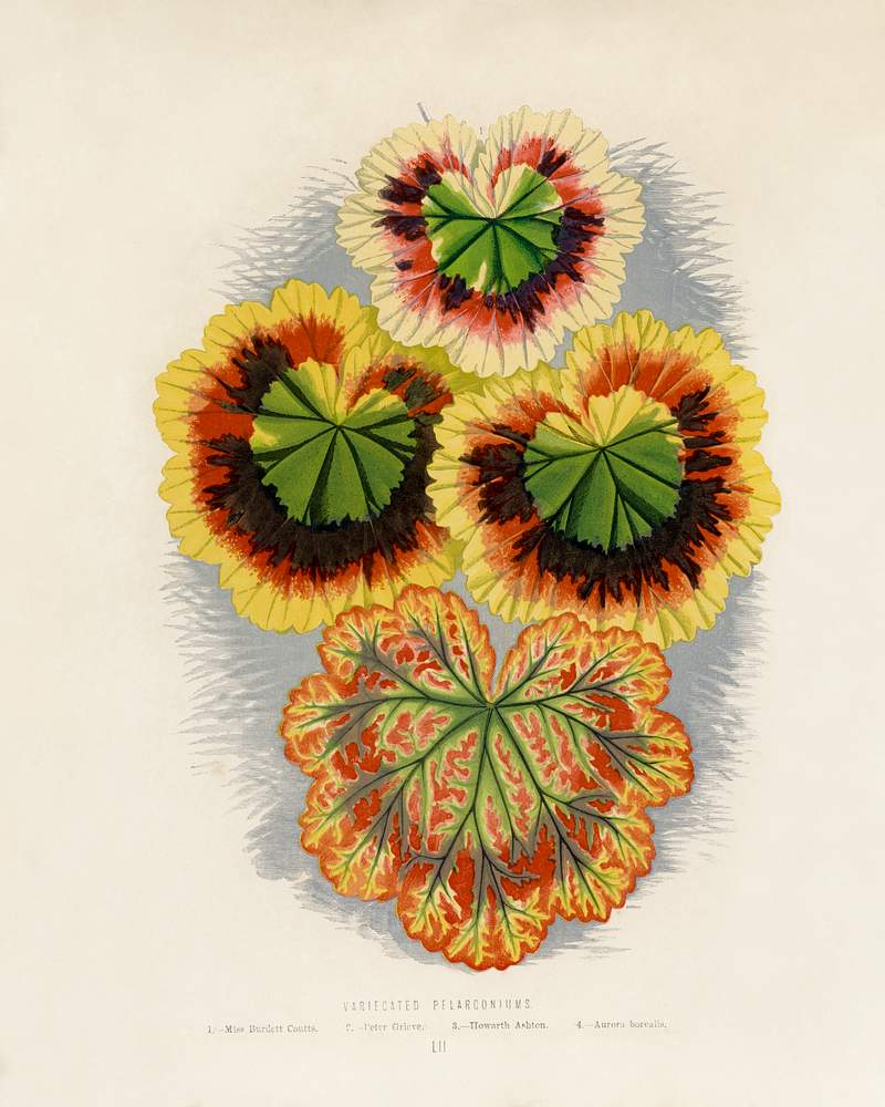 Variegated Geraniums (variegated pelargonium) engraved by Benjamin Fawcett (1808-1893) for Shirley Hibberd’s (1825-1890) New and Rare Beautiful-Leaved Plants. Digitally enhanced from our own 1929 edition of the publication. Variegated Geraniums (variegated pelargonium) engraved by Benjamin Fawcett (1808-1893) for Shirley Hibberd’s (1825…