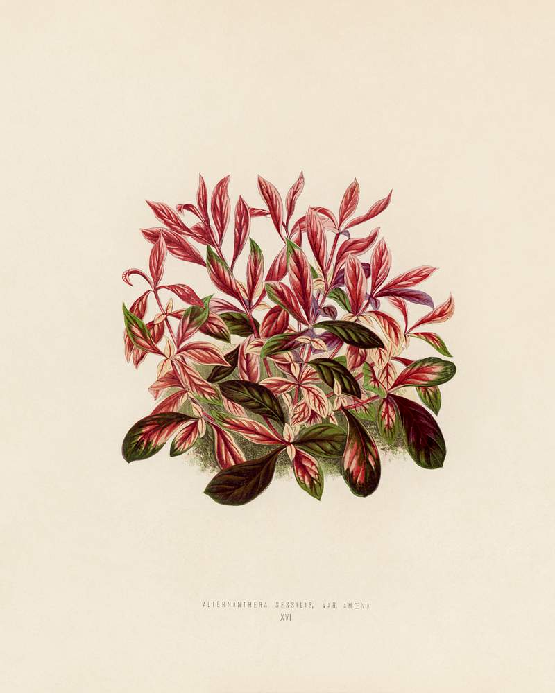 Dwarf Copperleaf (Alternanthera Sessilis) engraved by Benjamin Fawcett (1808-1893) for Shirley Hibberd’s (1825-1890) New and Rare Beautiful-Leaved Plants. Digitally enhanced from our own 1929 edition of the publication. Dwarf Copperleaf (Alternanthera Sessilis) engraved by Benjamin Fawcett (1808-1893) for Shirley Hibberd’s (1825-1890)…