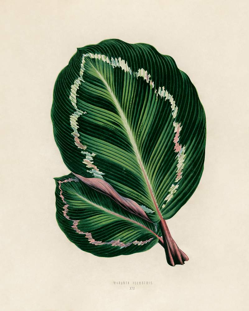 Rose Painted Calathea (Maranta illustris) engraved by Benjamin Fawcett (1808-1893) for Shirley Hibberd’s (1825-1890)…