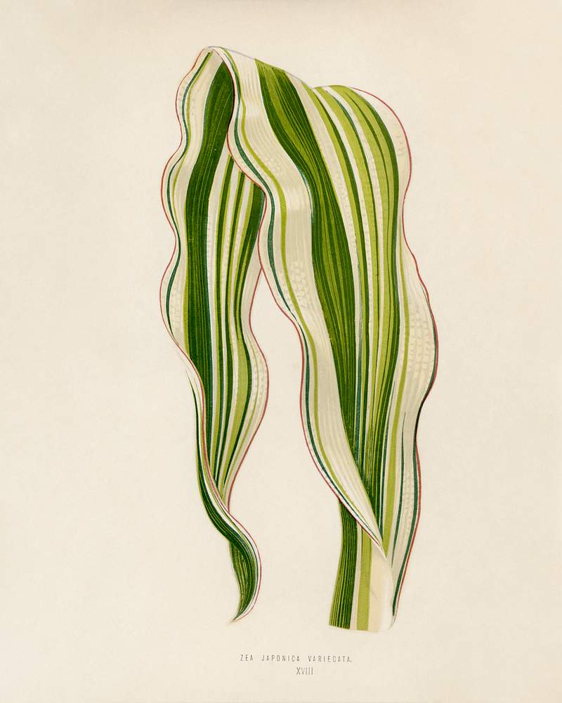 Striped Maize (Zea Japonica Variegata ) engraved by Benjamin Fawcett (1808-1893) for Shirley Hibberd’s (1825-1890) New and Rare Beautiful-Leaved Plants. Digitally enhanced from our own 1929 edition of the publication. Striped Maize (Zea Japonica Variegata ) engraved by Benjamin Fawcett (1808-1893) for Shirley Hibberd’s (1825-1890) New…