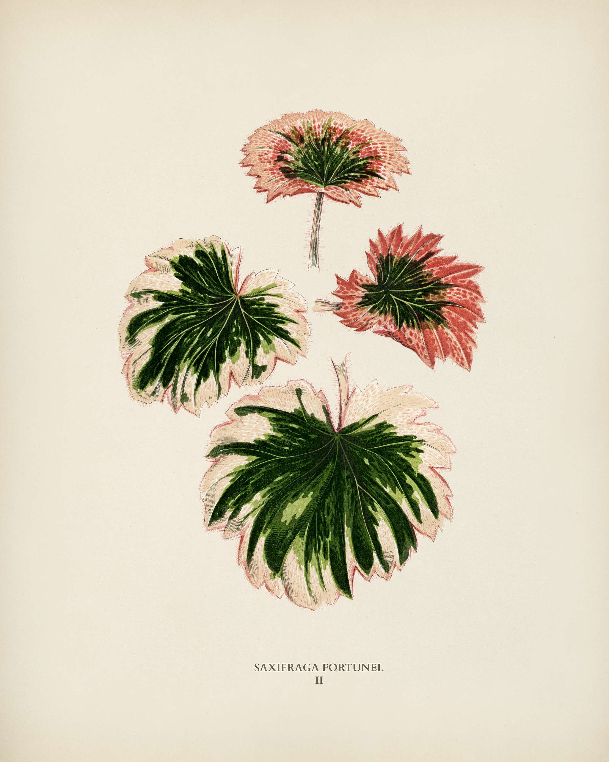 Saxifrage (Saxifraga Fortunei) engraved by Benjamin Fawcett (1808-1893) for Shirley Hibberd’s (1825-1890) New and Rare... Saxifrage (Saxifraga Fortunei) engraved by Benjamin Fawcett (1808-1893) for Shirley Hibberd’s (1825-1890) New and Rare...