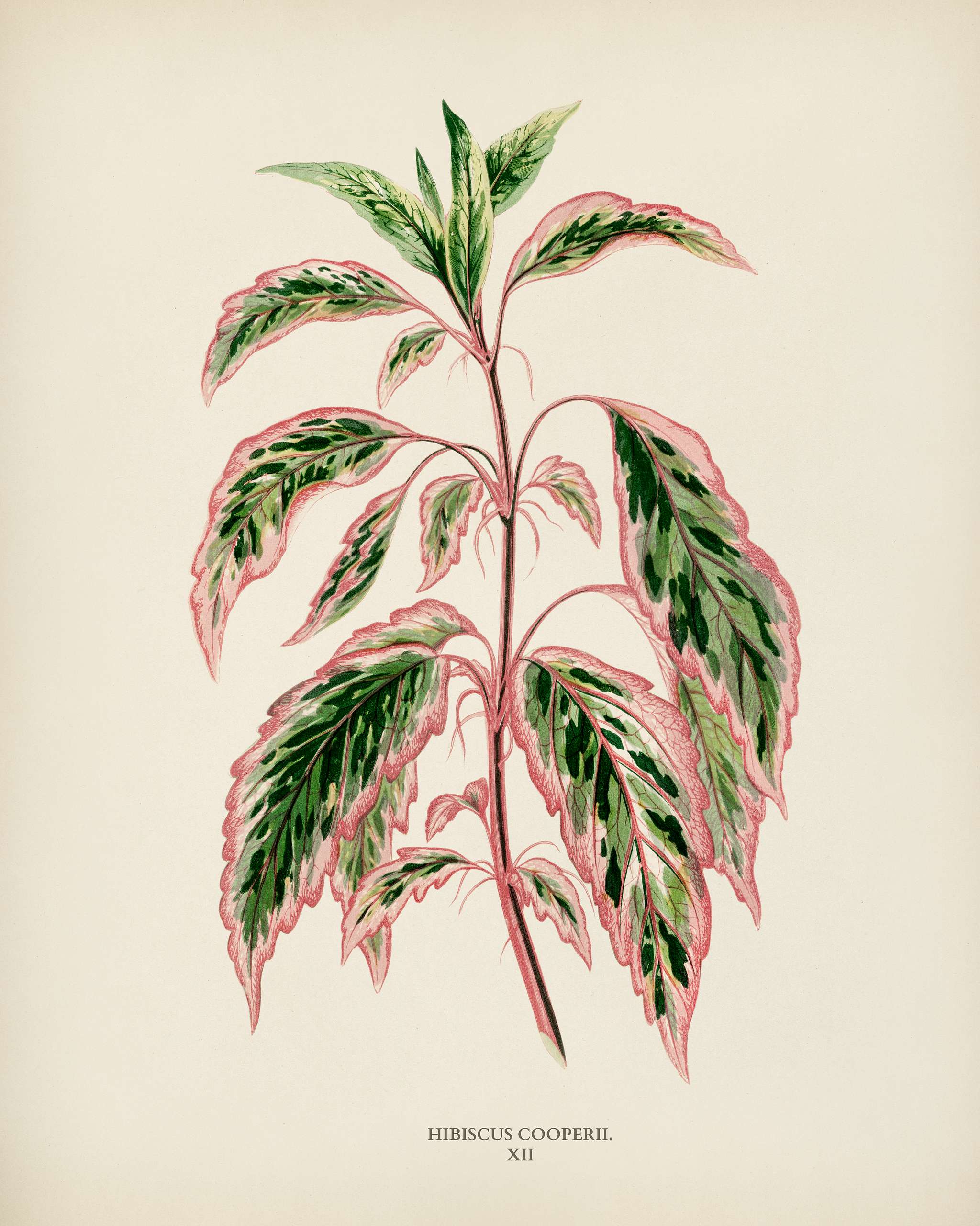Rose mallow (lhibiscus cooperi) engraved by Benjamin Fawcett (1808-1893) for Shirley Hibberd’s (1825-1890) New and... Rose mallow (lhibiscus cooperi) engraved by Benjamin Fawcett (1808-1893) for Shirley Hibberd’s (1825-1890) New and...