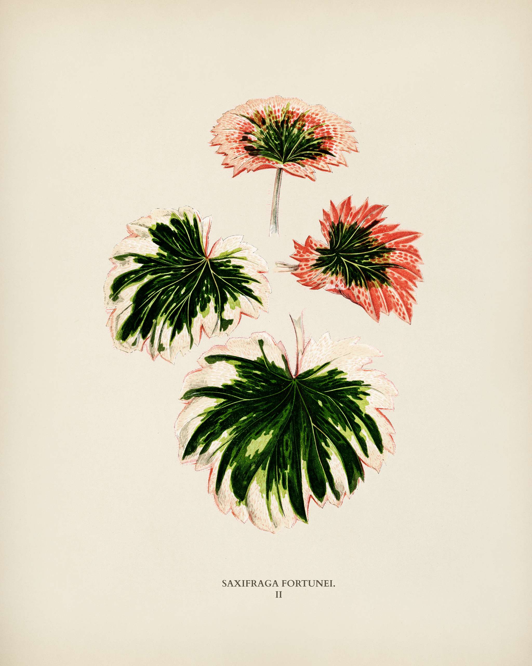 Saxifrage (Saxifraga Fortunei) engraved by Benjamin Fawcett (1808-1893) for Shirley Hibberd’s (1825-1890) New and Rare... Saxifrage (Saxifraga Fortunei) engraved by Benjamin Fawcett (1808-1893) for Shirley Hibberd’s (1825-1890) New and Rare...
