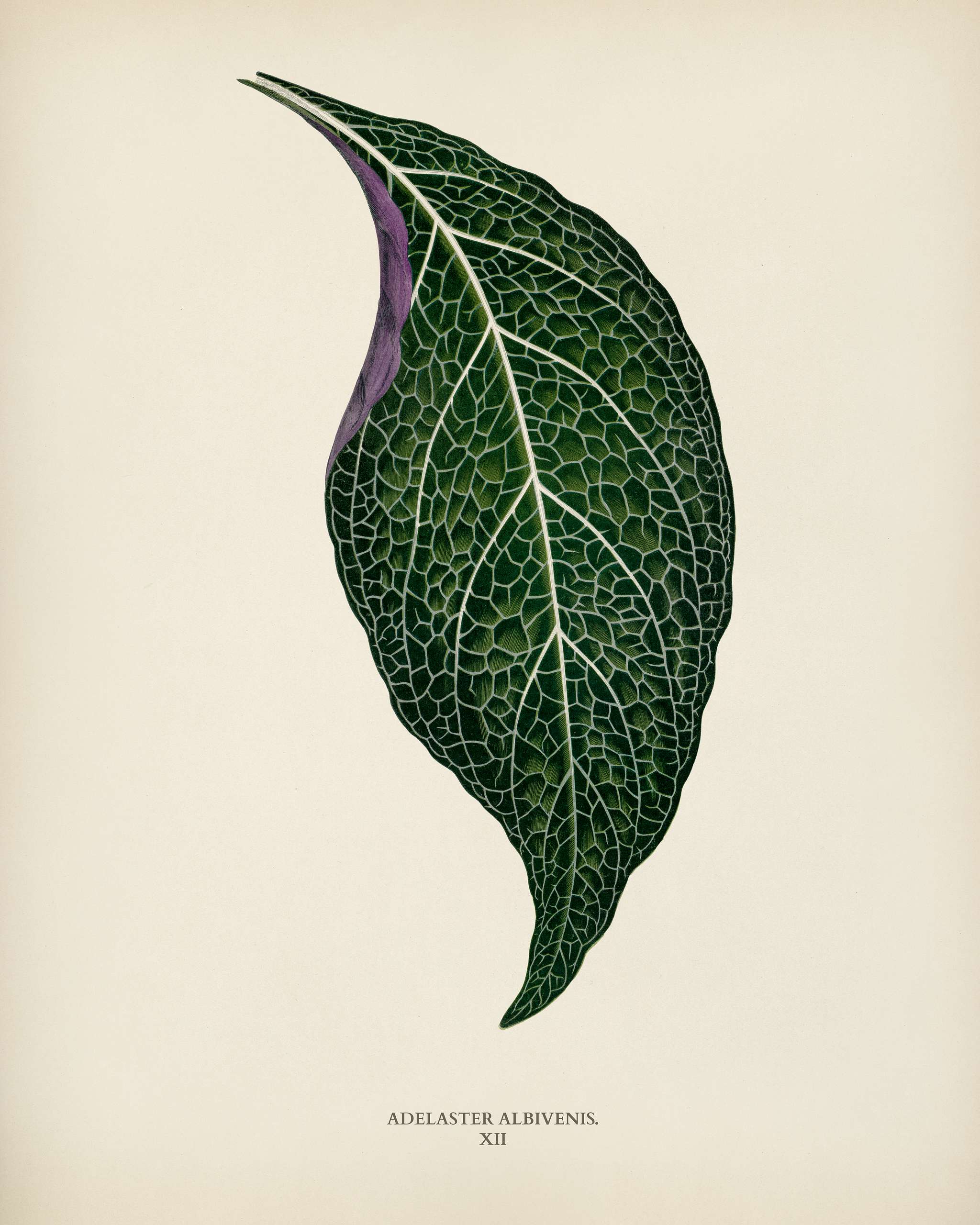 Adelaster Albivenis engraved by Benjamin Fawcett (1808-1893) for Shirley Hibberd’s (1825-1890) New and Rare Beautiful-... Adelaster Albivenis engraved by Benjamin Fawcett (1808-1893) for Shirley Hibberd’s (1825-1890) New and Rare Beautiful-...