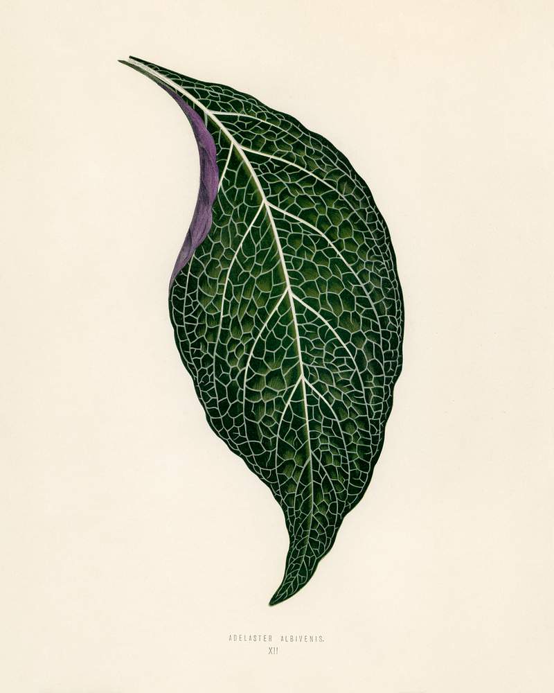 Free royalty image about Adelaster Albivenis engraved by Benjamin Fawcett (1808-1893) for Shirley Hibberd’s (1825-1890) New and Rare Beautiful… Adelaster Albivenis engraved by Benjamin Fawcett (1808-1893) for Shirley Hibberd’s (1825-1890) New and Rare Beautiful…