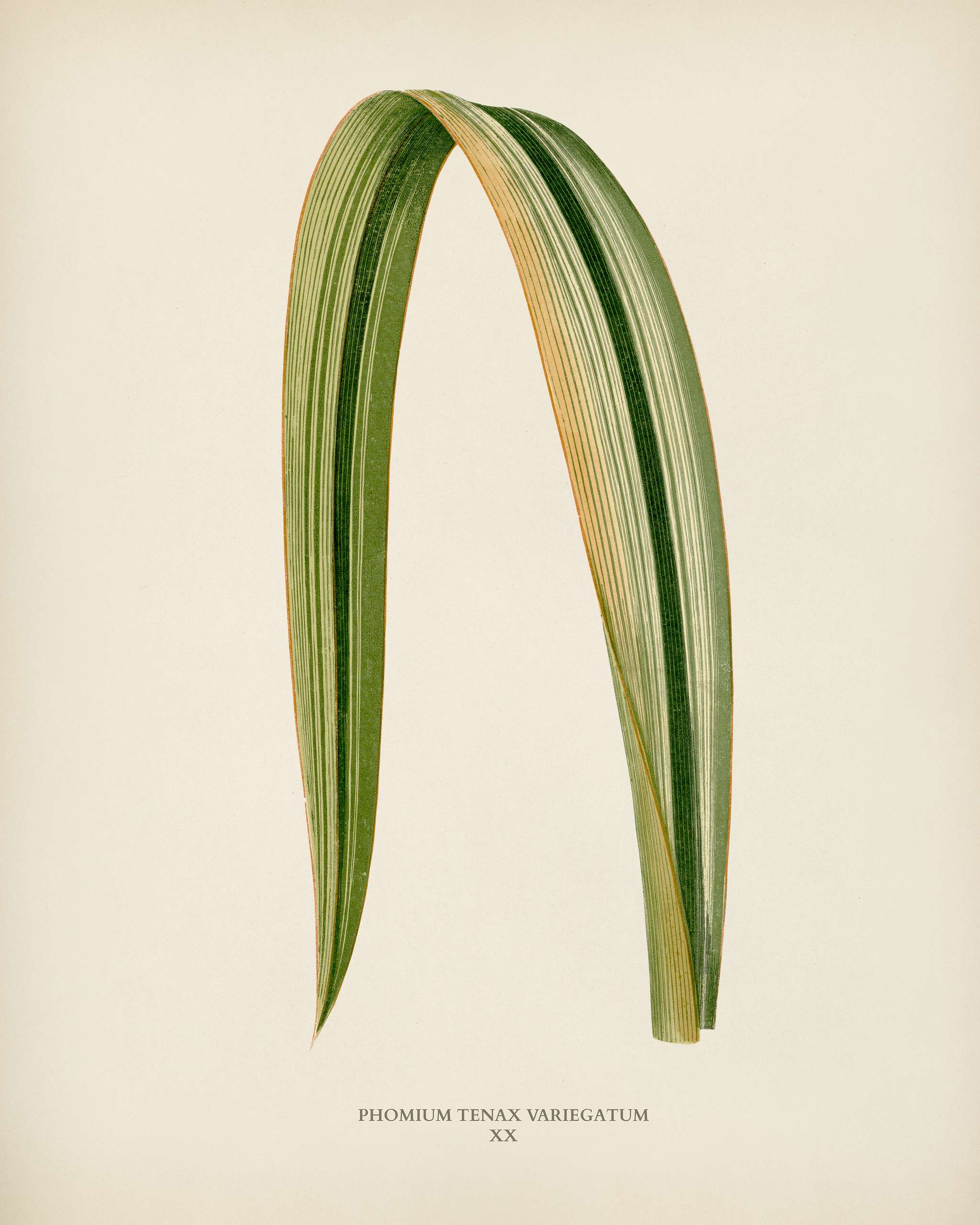 Variegated New Zealand Flax (Phormium Tenax Variegatum) engraved by Benjamin Fawcett (1808-1893) for Shirley Hibberd’s... Variegated New Zealand Flax (Phormium Tenax Variegatum) engraved by Benjamin Fawcett (1808-1893) for Shirley Hibberd’s...