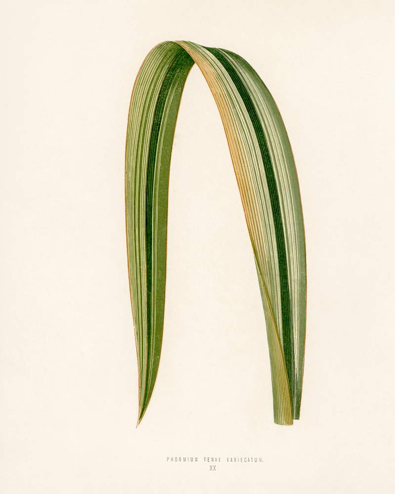 Variegated New Zealand Flax (Phormium Tenax Variegatum) engraved by Benjamin Fawcett (1808-1893) for Shirley Hibberd’s (1825-1890) New and Rare Beautiful-Leaved Plants. Digitally enhanced from our own 1929 edition of the publication. Variegated New Zealand Flax (Phormium Tenax Variegatum) engraved by Benjamin Fawcett (1808-1893) for Shirley Hibberd’s…