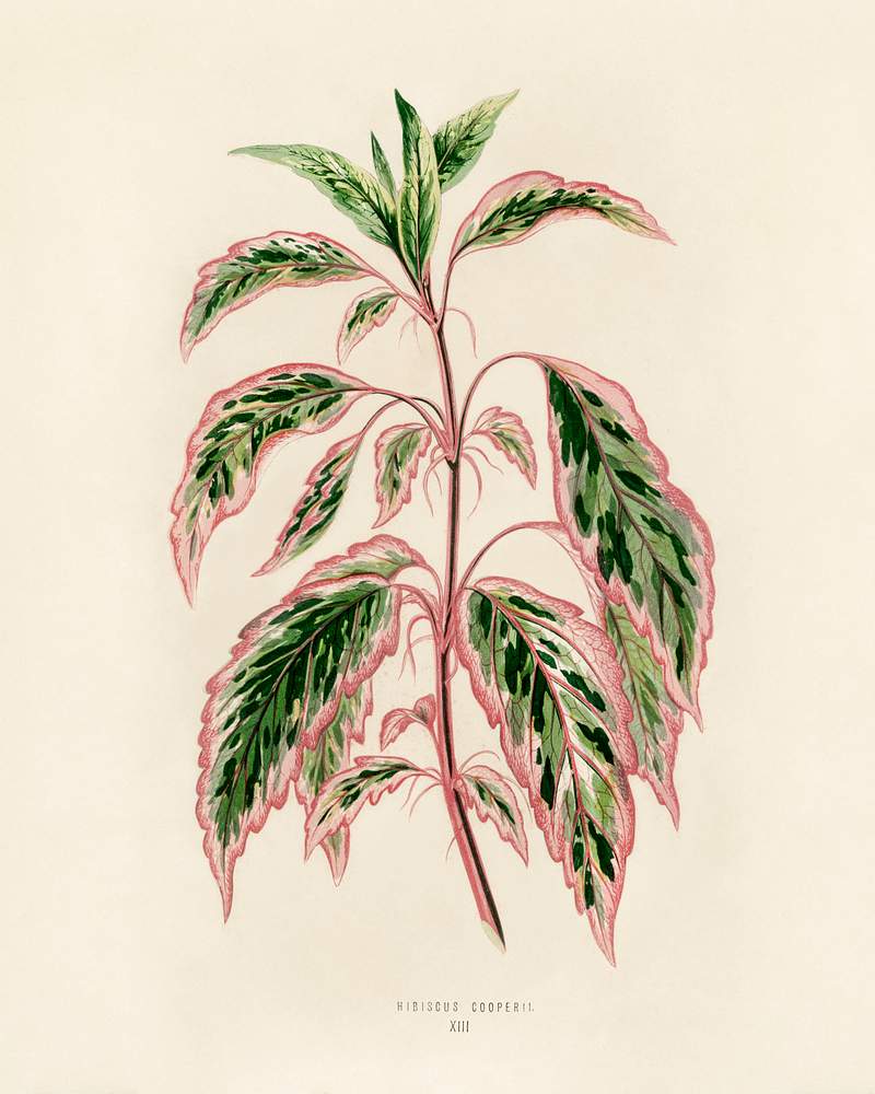 Rose mallow (lhibiscus cooperi) engraved by Benjamin Fawcett (1808-1893) for Shirley Hibberd’s (1825-1890) New and Rare Beautiful-Leaved Plants. Digitally enhanced from our own 1929 edition of the publication. Rose mallow (lhibiscus cooperi) engraved by Benjamin Fawcett (1808-1893) for Shirley Hibberd’s (1825-1890) New and Rare…