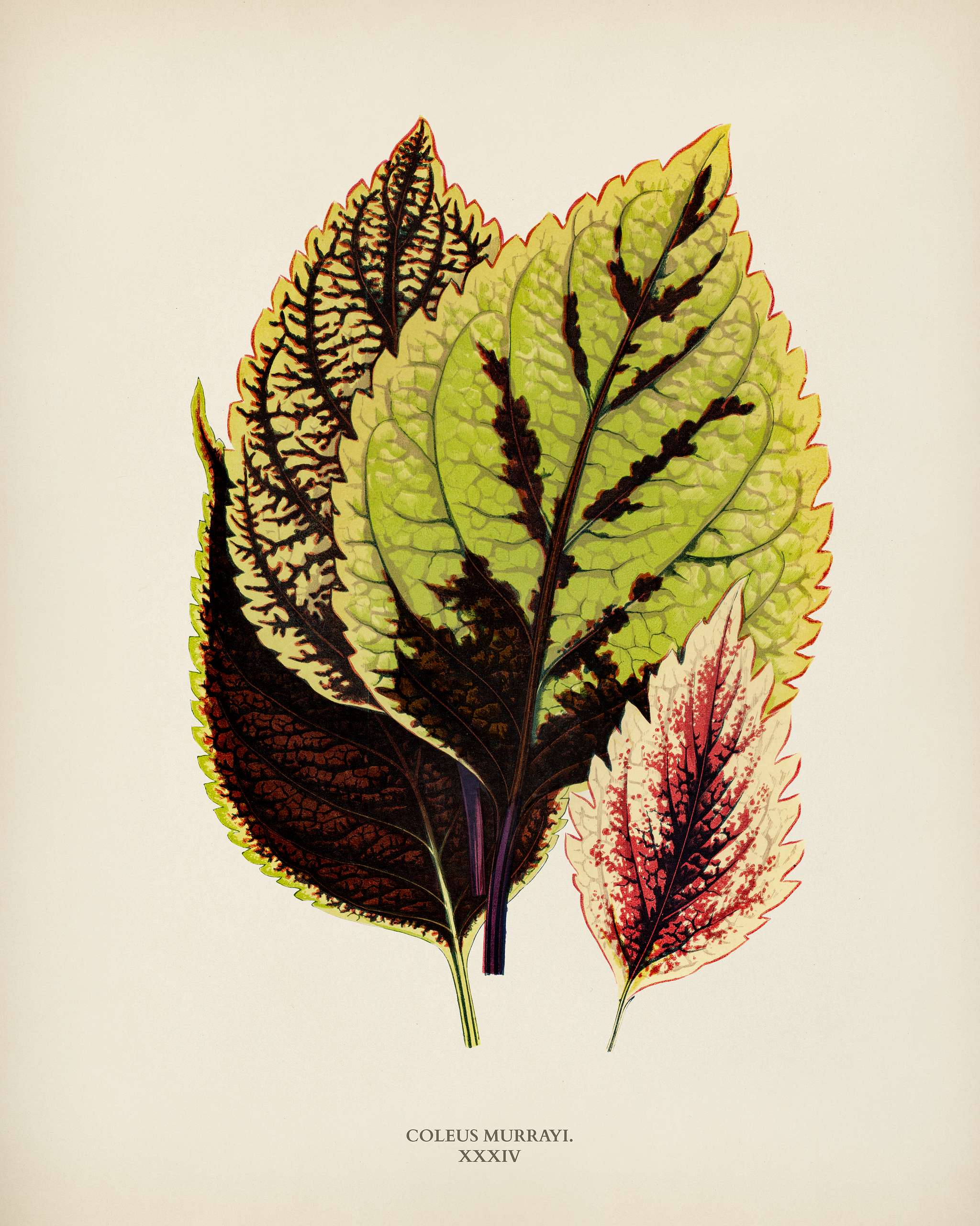 Coleus Murrayi engraved by Benjamin Fawcett (1808-1893) for Shirley Hibberd’s (1825-1890) New and Rare Beautiful-... Coleus Murrayi engraved by Benjamin Fawcett (1808-1893) for Shirley Hibberd’s (1825-1890) New and Rare Beautiful-...