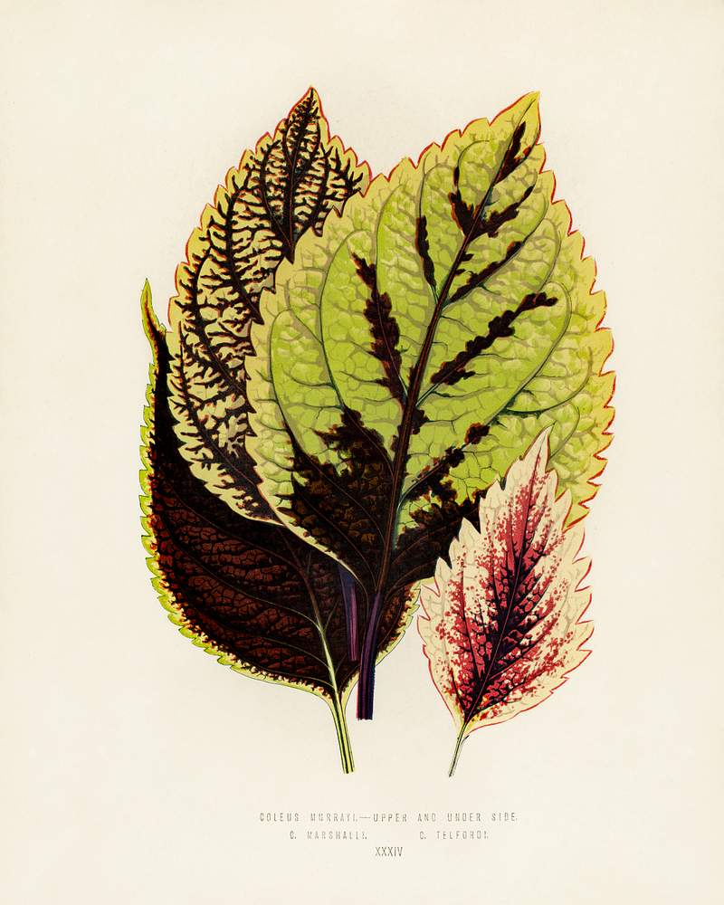 Coleus Murrayi engraved by Benjamin Fawcett (1808-1893) for Shirley Hibberd’s (1825-1890) New and Rare Beautiful-Leaved Plants. Digitally enhanced from our own 1929 edition of the publication. Coleus Murrayi engraved by Benjamin Fawcett (1808-1893) for Shirley Hibberd’s (1825-1890) New and Rare Beautiful-Leaved…