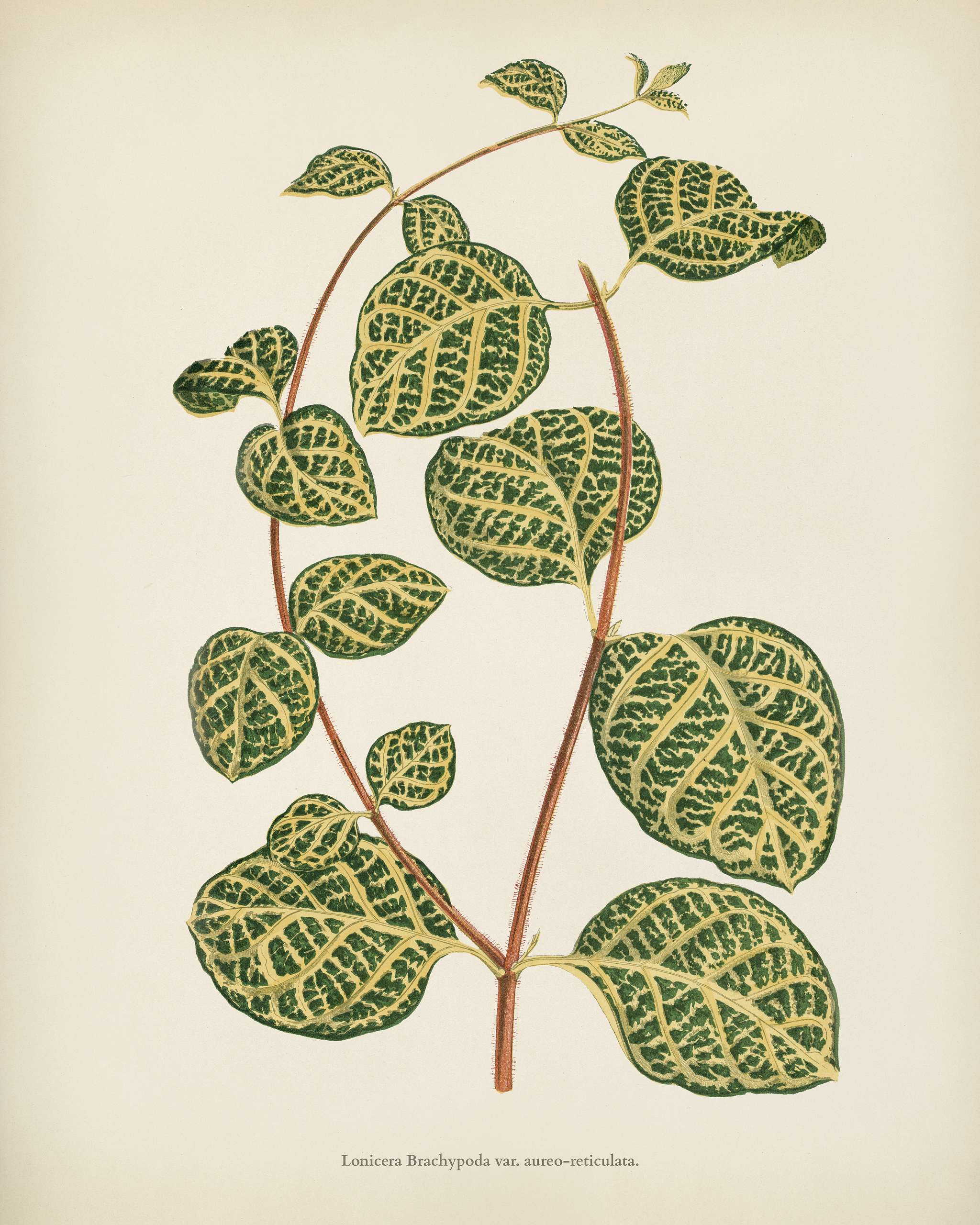 Lonicera Brachypoda engraved by Benjamin Fawcett (1808-1893) for Shirley Hibberd’s (1825-1890) New and Rare Beautiful-... Lonicera Brachypoda engraved by Benjamin Fawcett (1808-1893) for Shirley Hibberd’s (1825-1890) New and Rare Beautiful-...