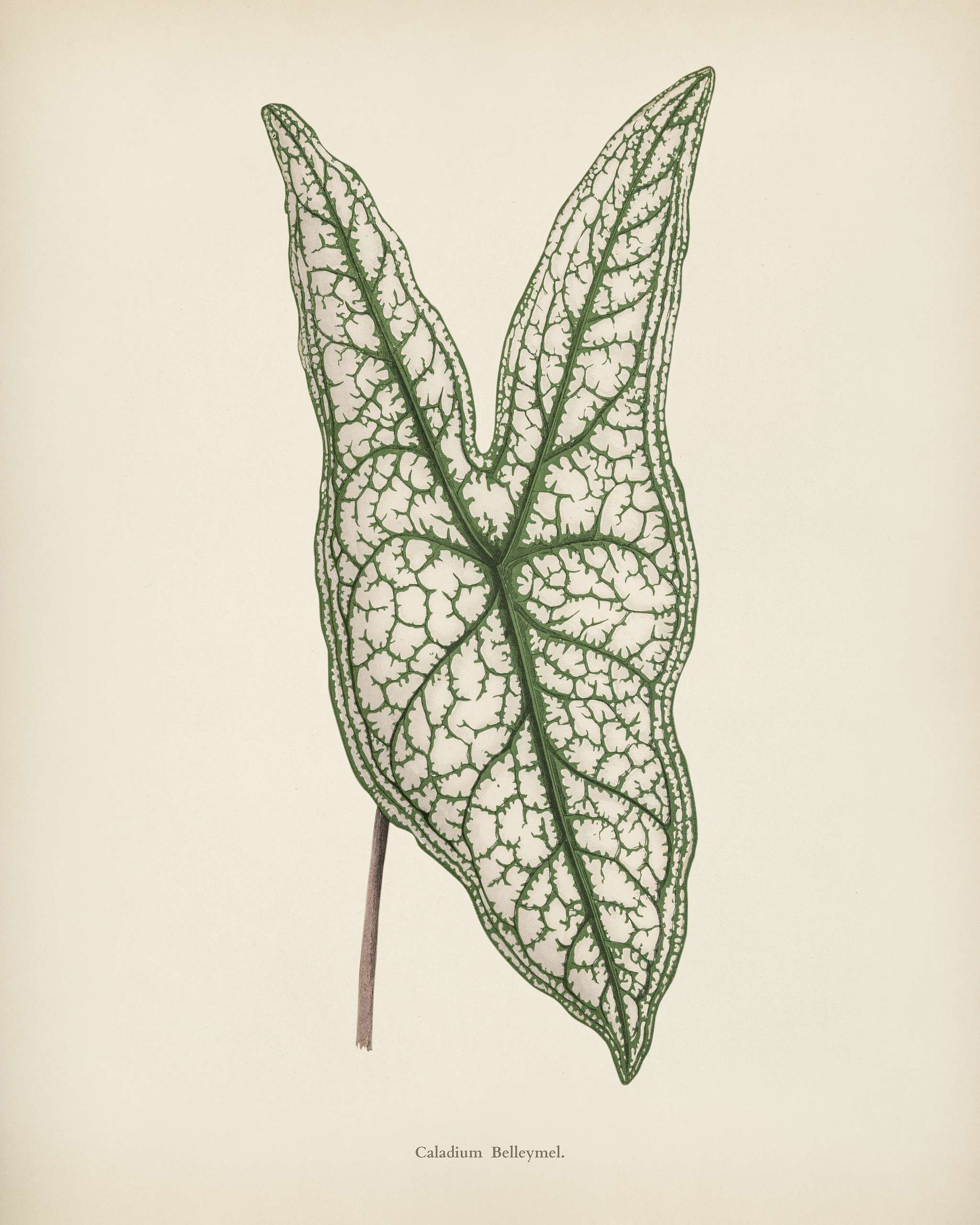 Heart of Jesus (Caladium Belleymel) engraved by Benjamin Fawcett (1808-1893) for Shirley Hibberd’s (1825-1890) New and... Heart of Jesus (Caladium Belleymel) engraved by Benjamin Fawcett (1808-1893) for Shirley Hibberd’s (1825-1890) New and...