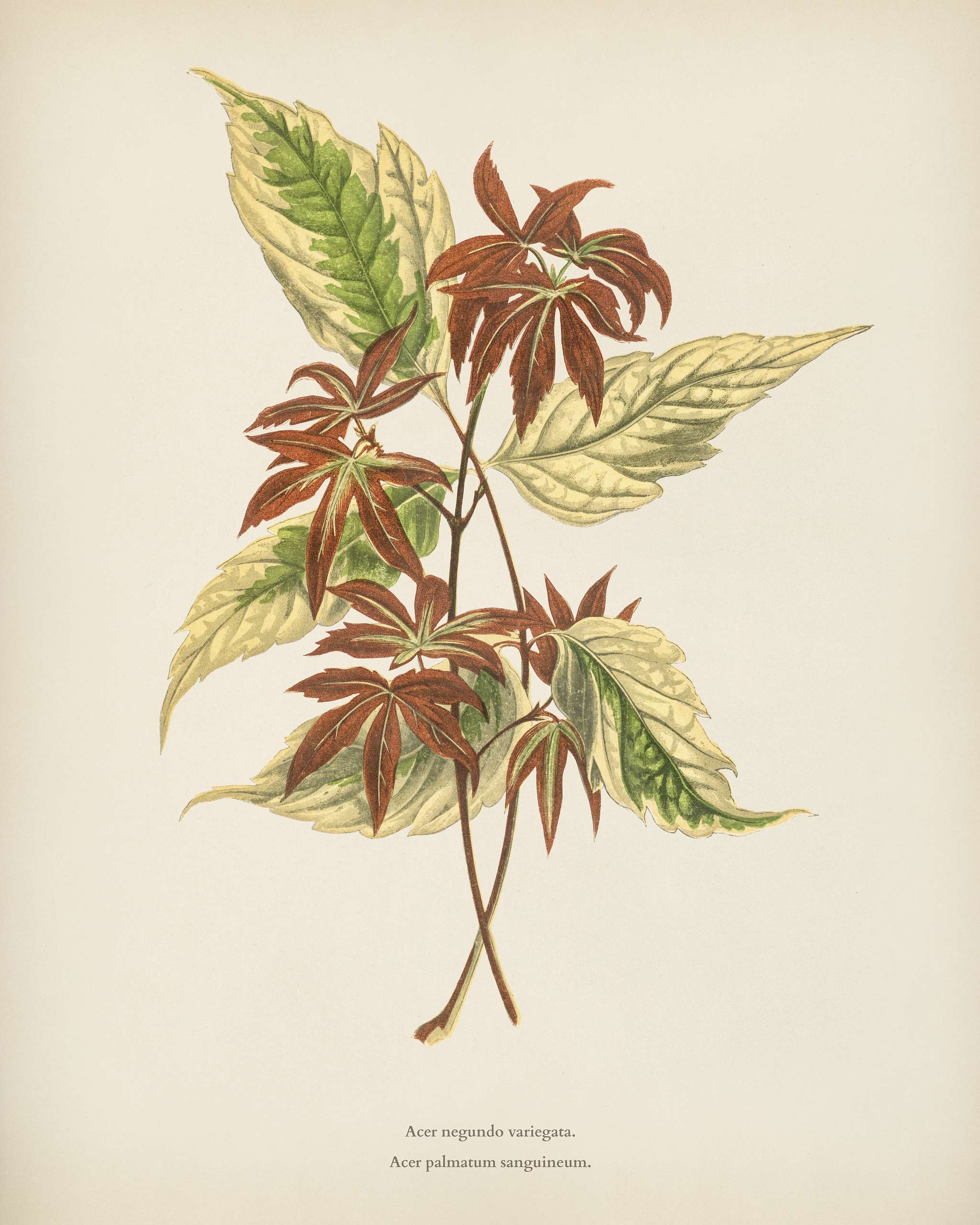 Variegated Box Elder (Acer Negundo Variegata) engraved by Benjamin Fawcett (1808-1893) for Shirley Hibberd’s (1825-... Variegated Box Elder (Acer Negundo Variegata) engraved by Benjamin Fawcett (1808-1893) for Shirley Hibberd’s (1825-...