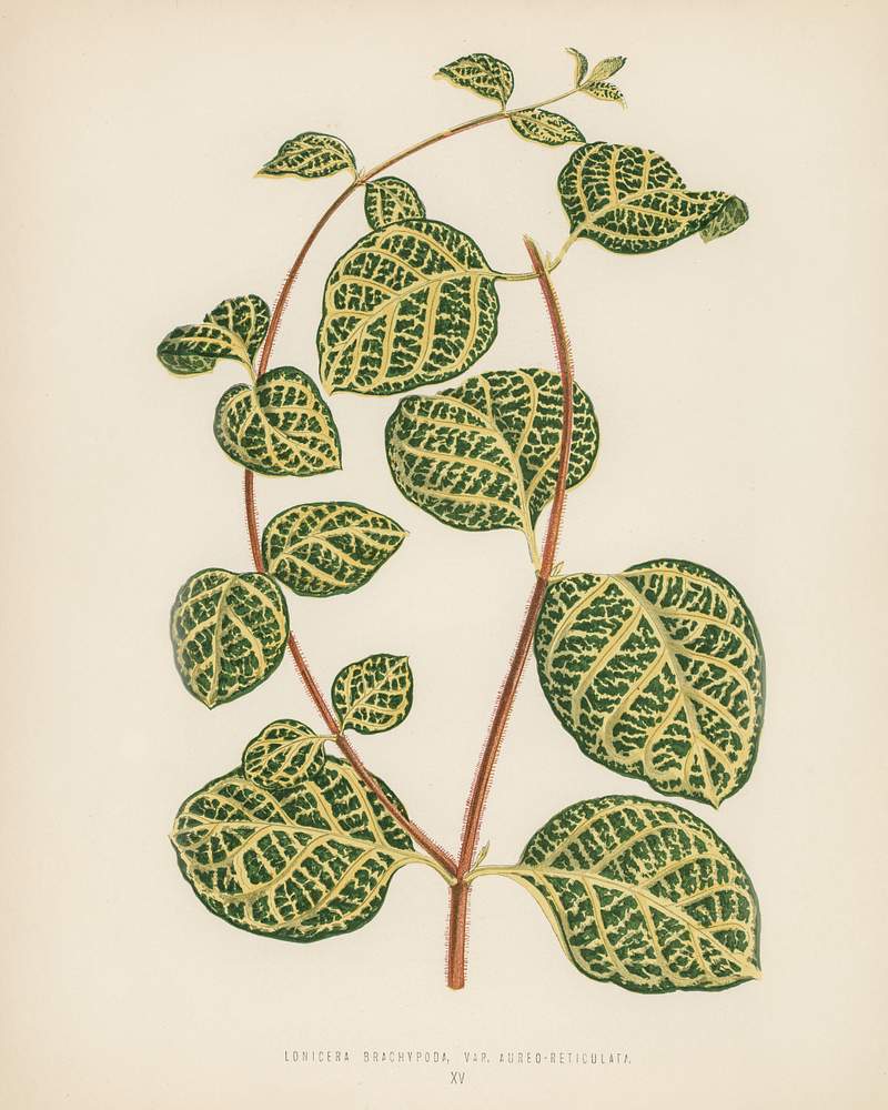 Lonicera Brachypoda engraved by Benjamin Fawcett (1808-1893) for Shirley Hibberd’s (1825-1890) New and Rare Beautiful…